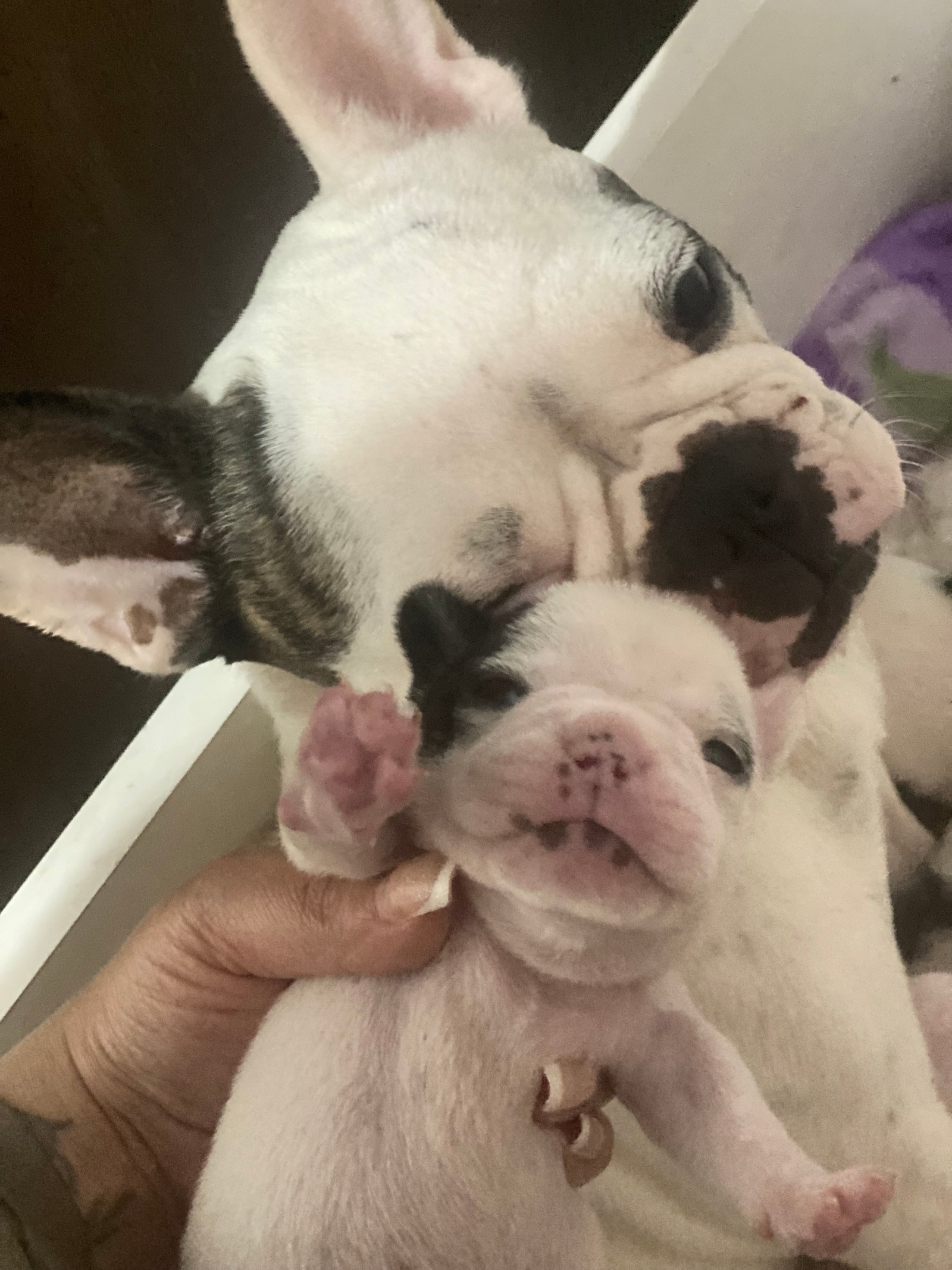Bulldog francês  - Foto 1
