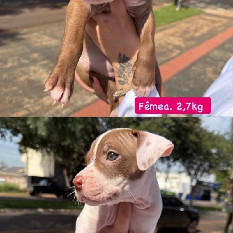 Vendo filhotes de pitbull femea e macho - Foto 2