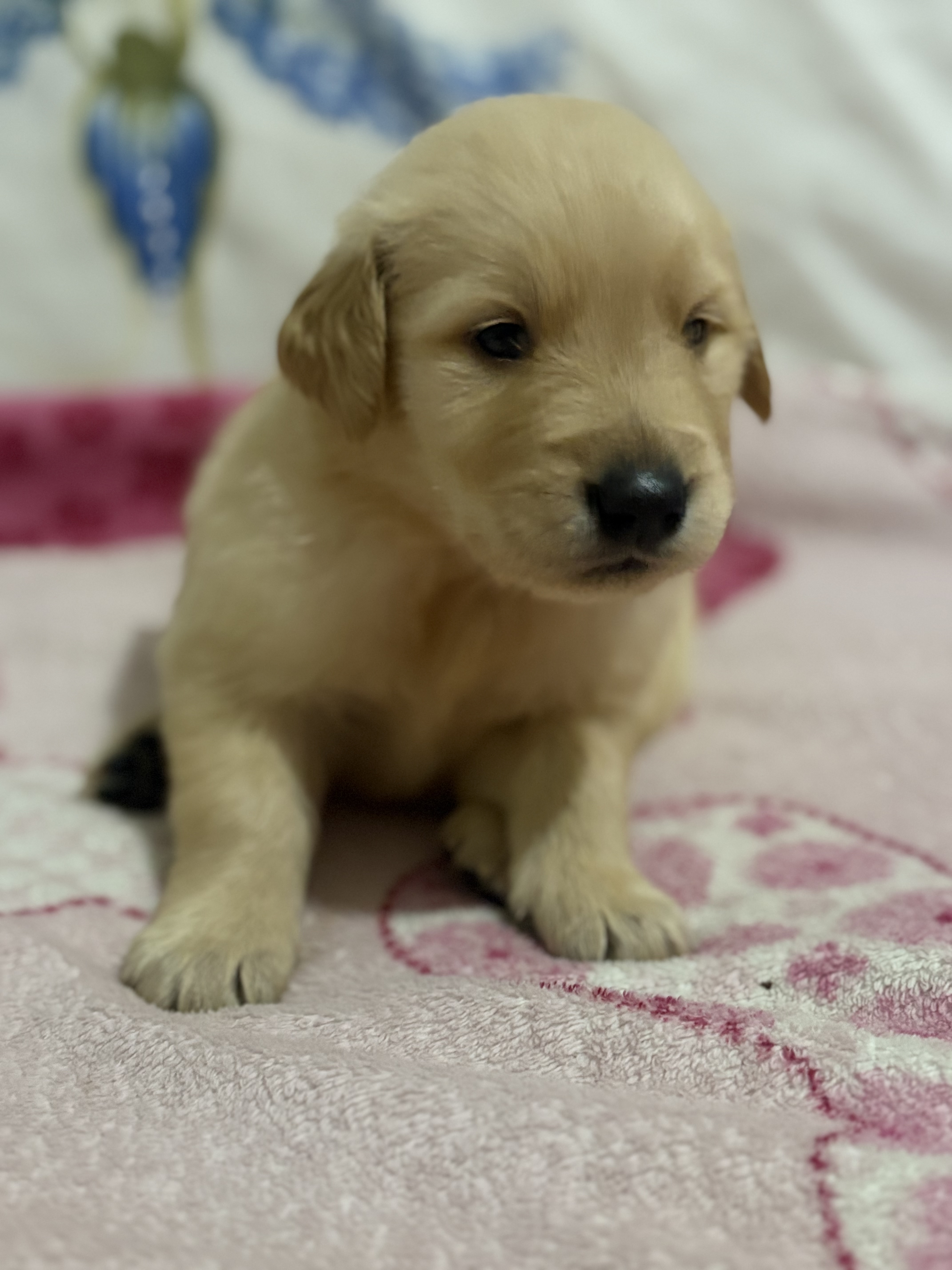 Golden Retriever - Foto 1