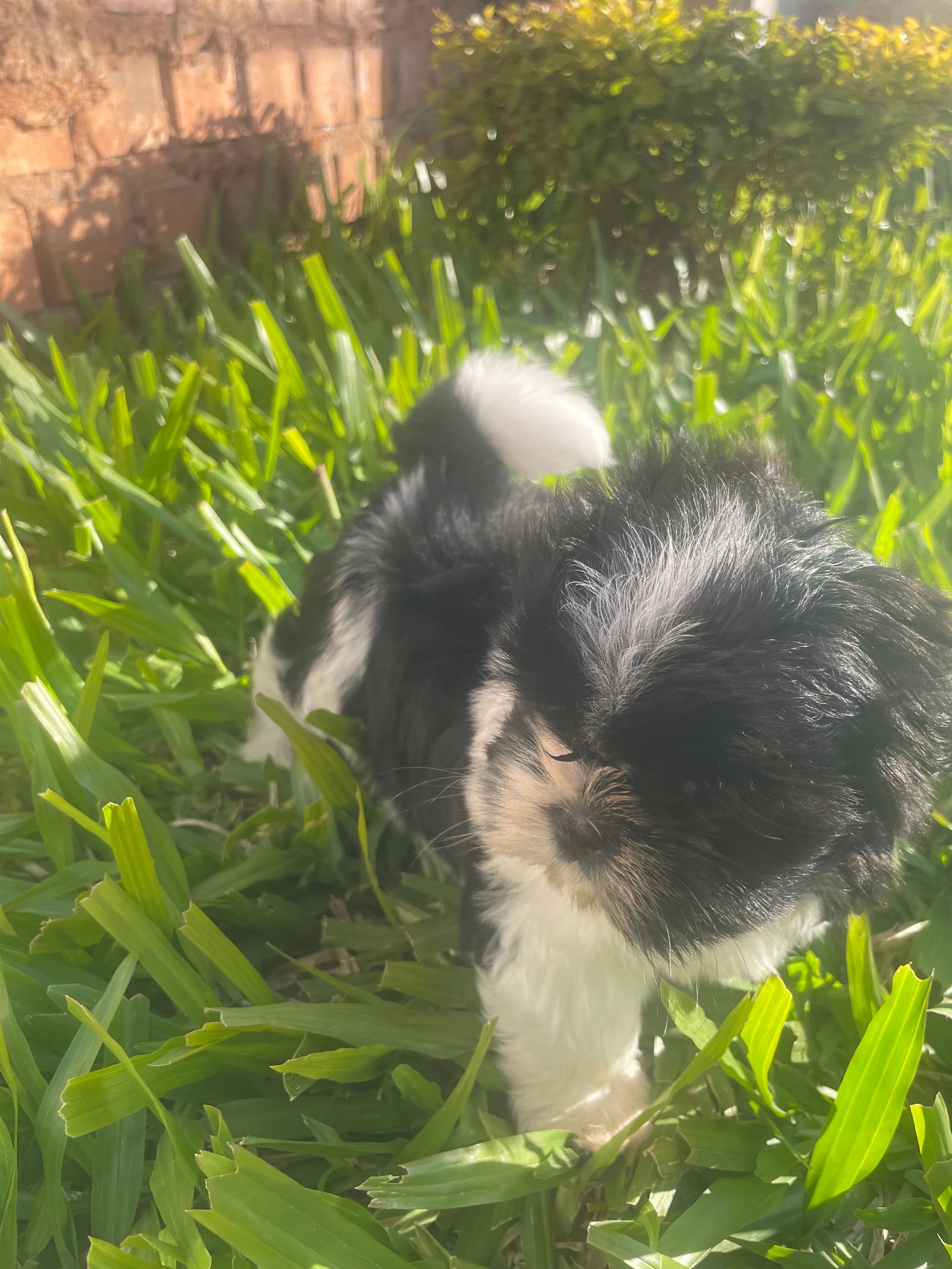 Filhote Shih tzu  - Foto 3