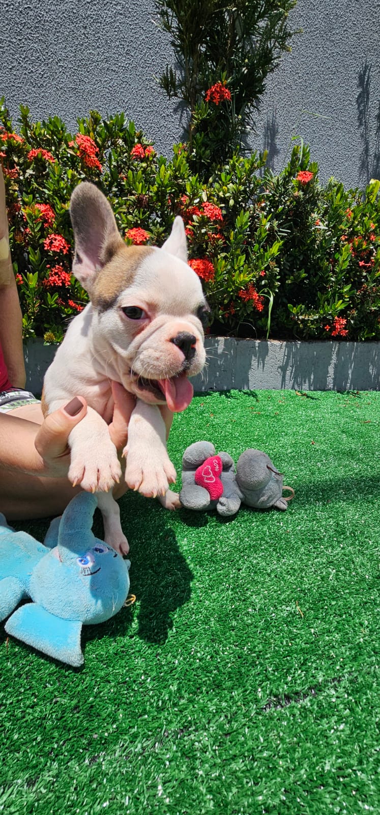 Buldogue Francês - Foto 1