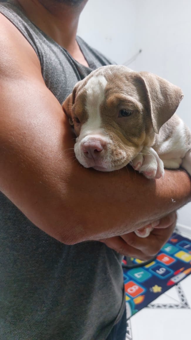 American Bully - Foto 3