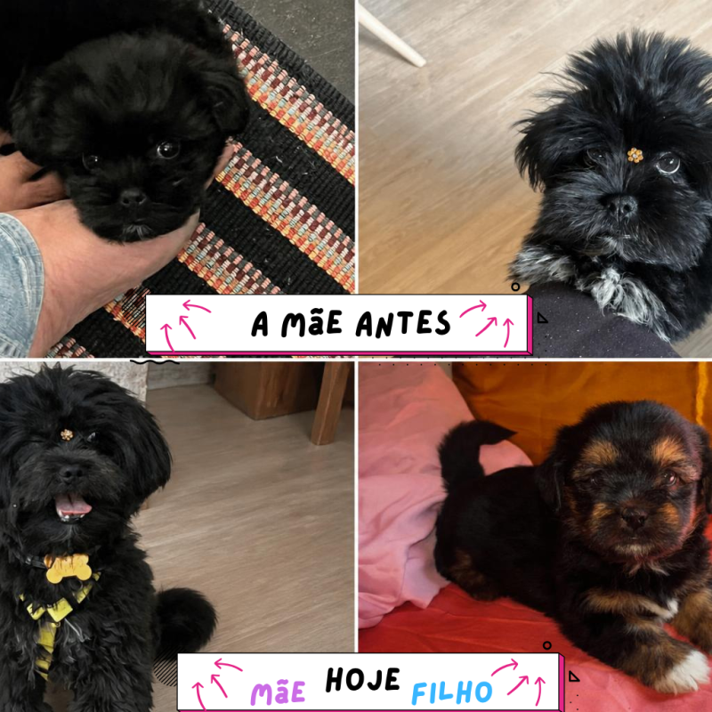 Shih Tzu - Foto 1