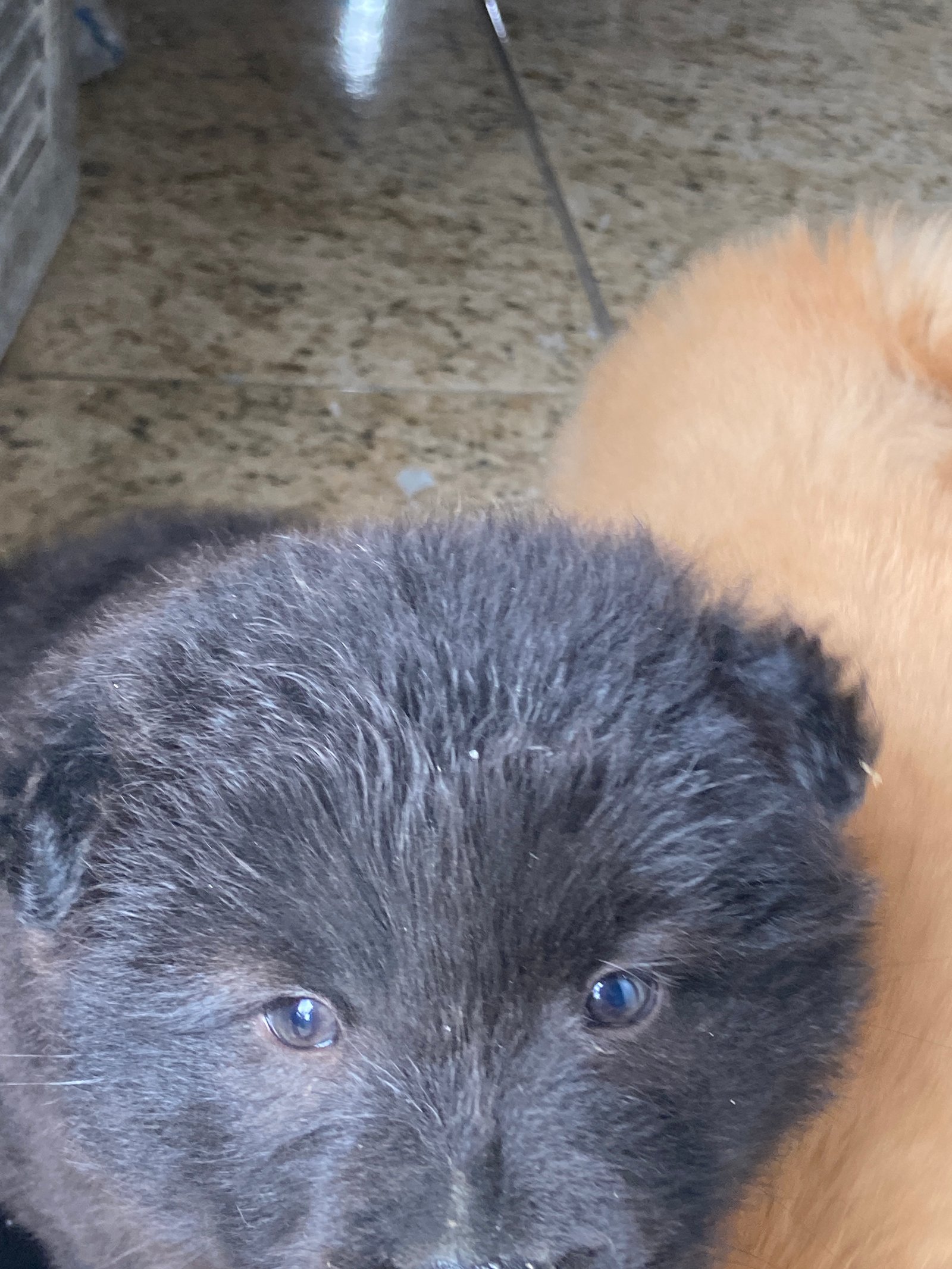 Vendo filhote de chow chow  - Foto 1