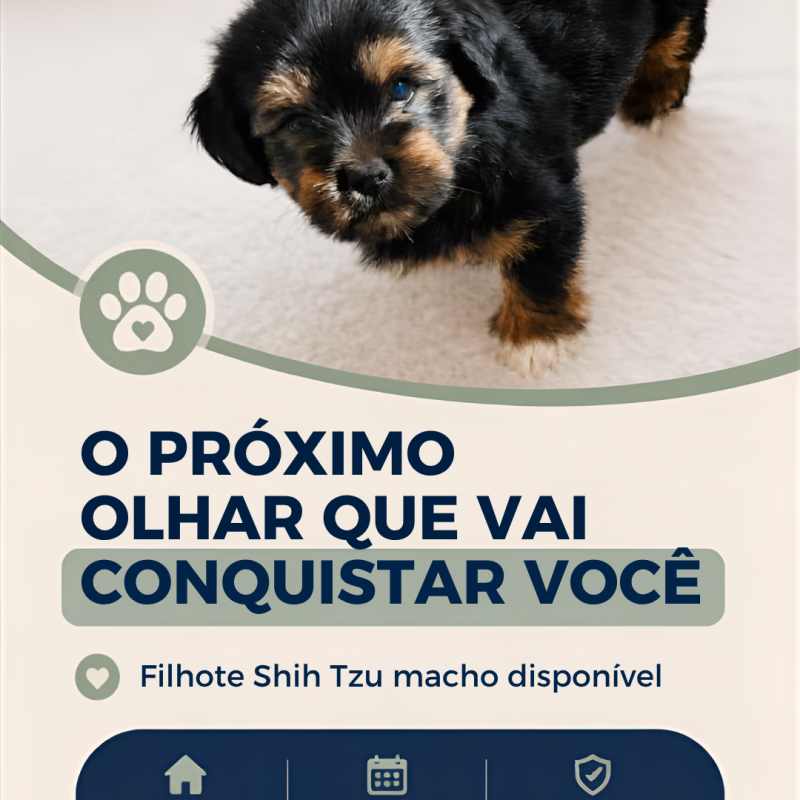Shih Tzu - Foto 2