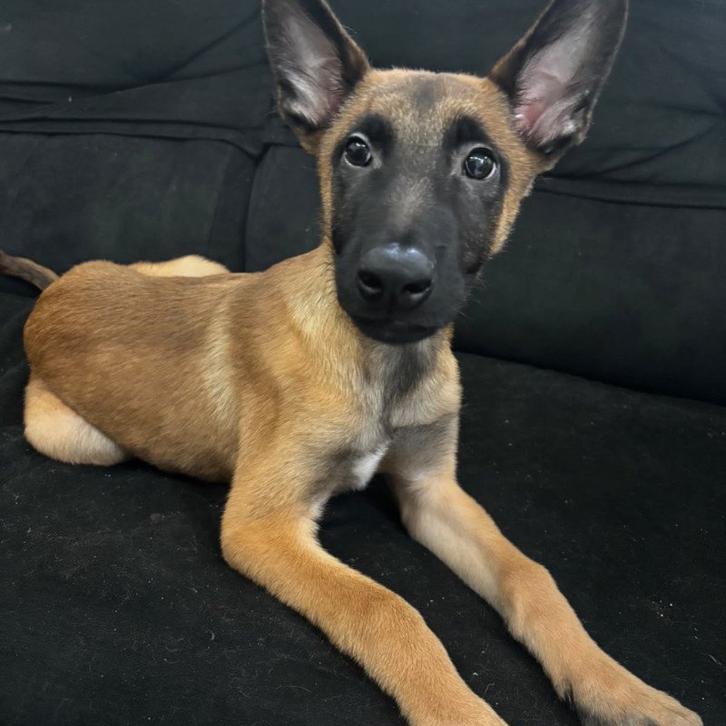 Lindo filhote de Pastor Malinois, macho e com 3 meses - Foto 1