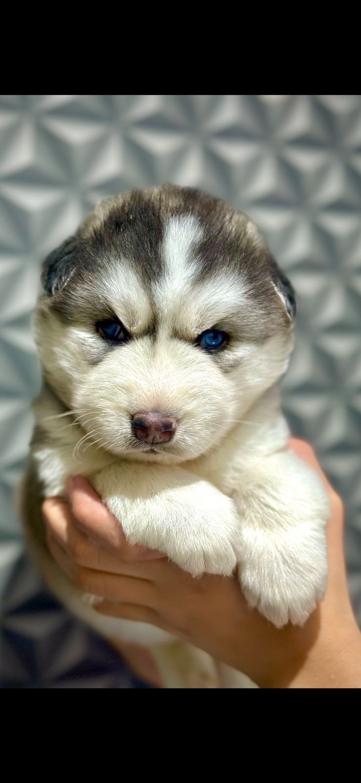 Husky siberiano  - Foto 1