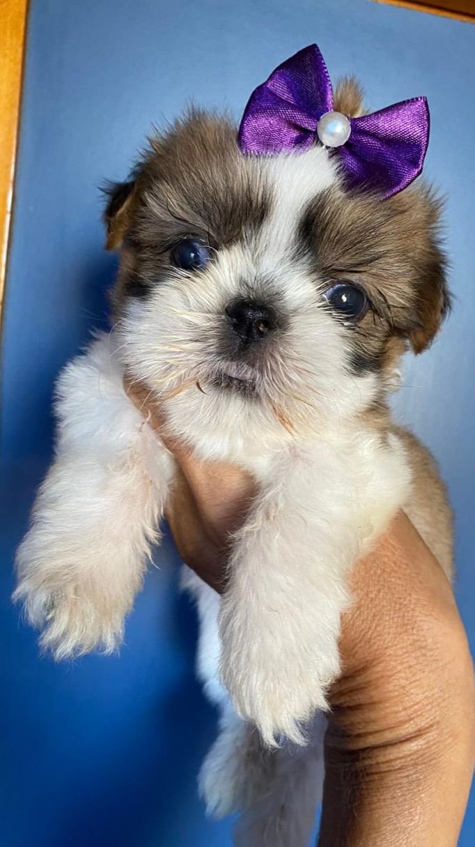 Shih tzu  - Foto 1