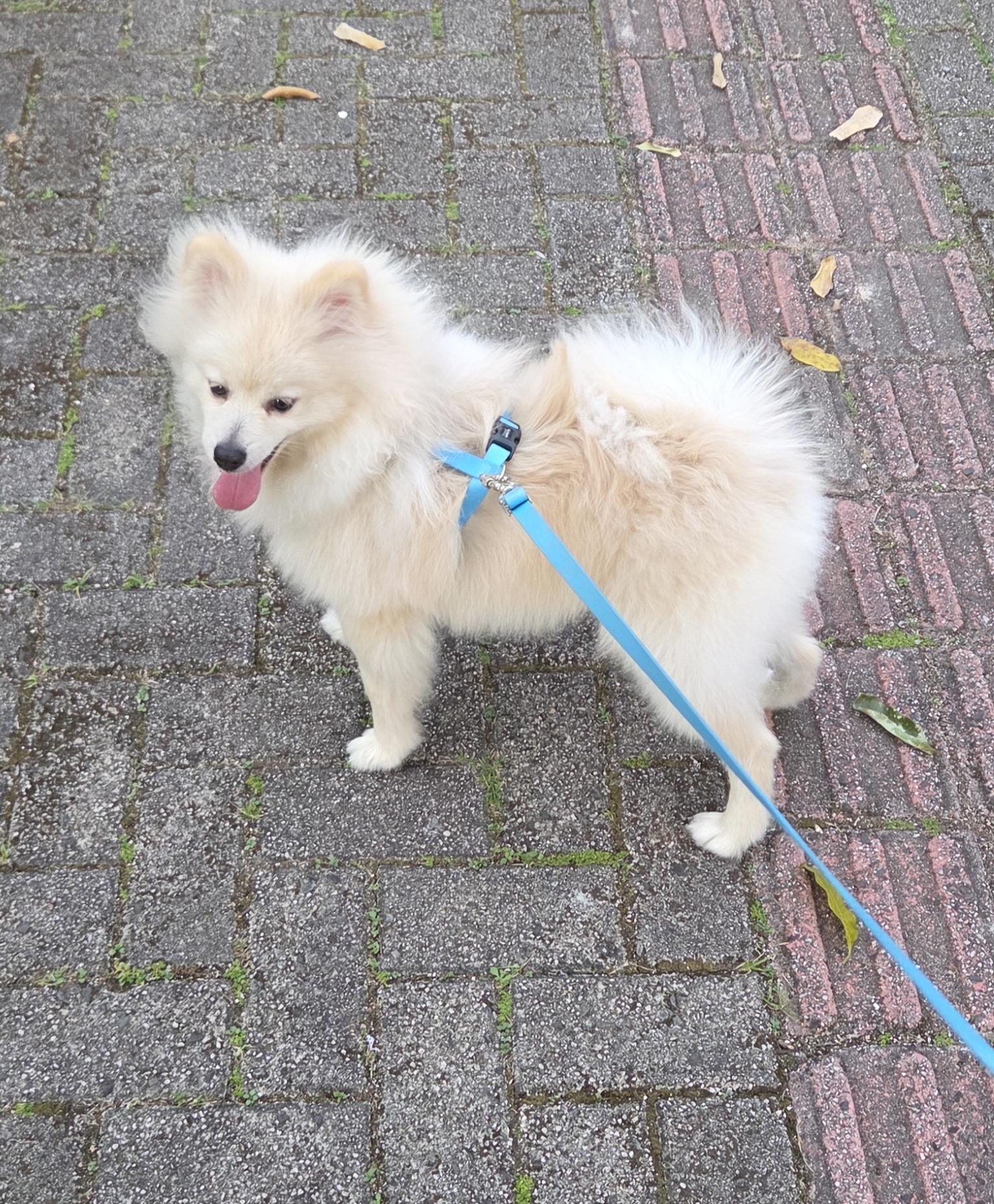 Spitz Alemão - Foto 2