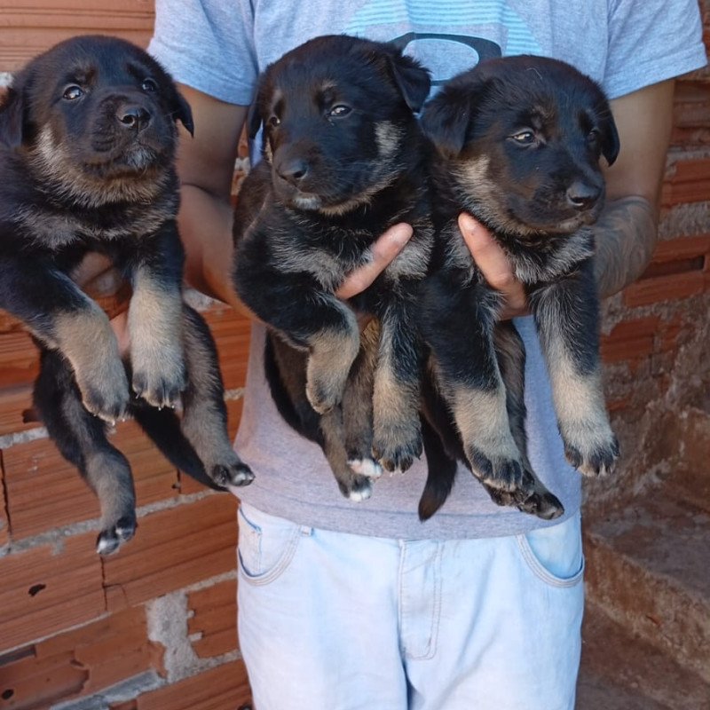 Lindos filhotes de Pastor Alemão - Foto 1