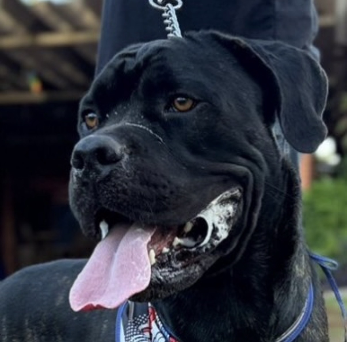 Filhotes de Cane Corso - Foto 2