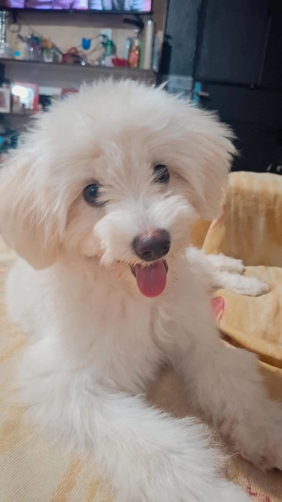 Filhote 5 meses femea - Foto 1