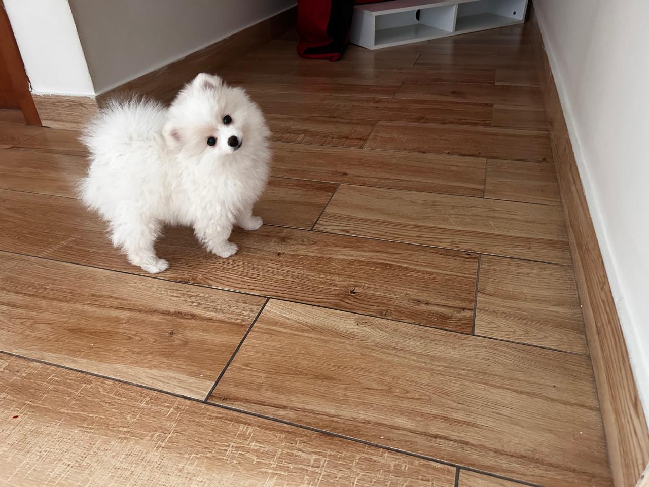 Lulu da Pomerania / Spitz Alemão - Foto 2