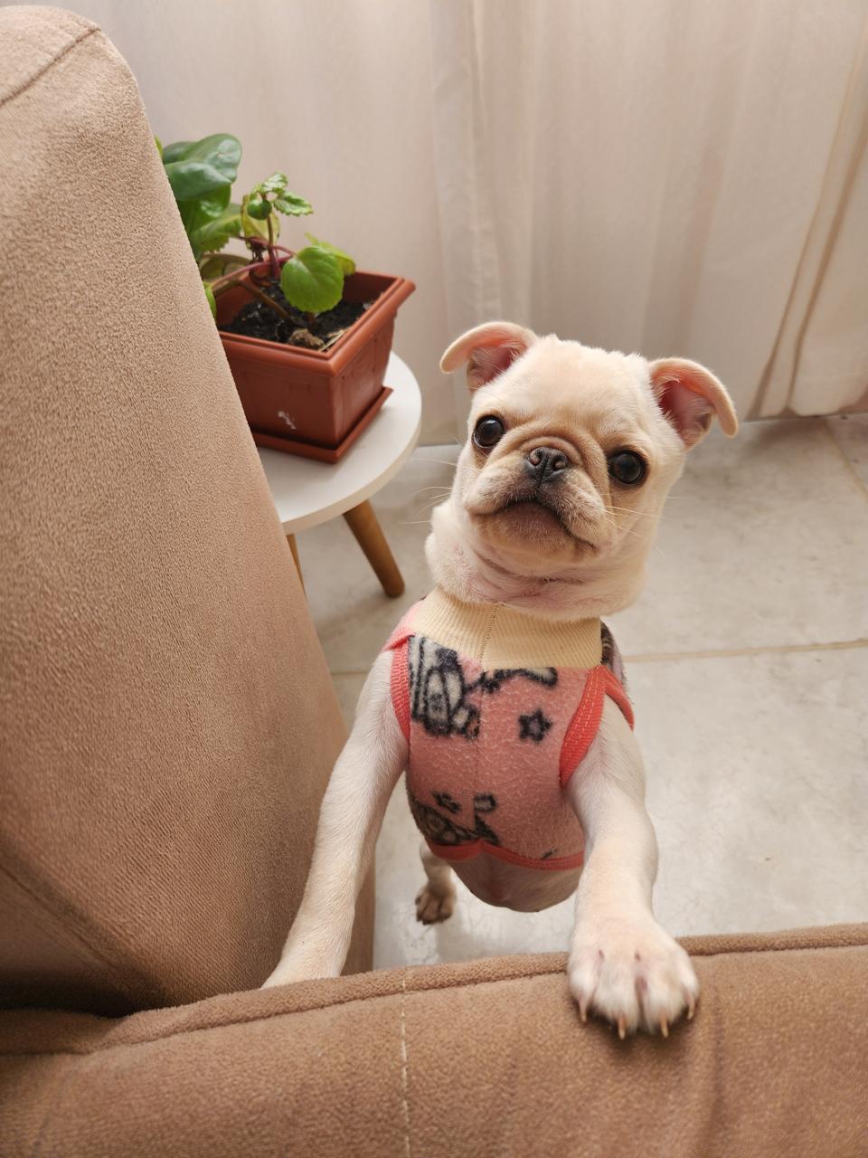 Pug fêmea 7 meses! - Foto 1