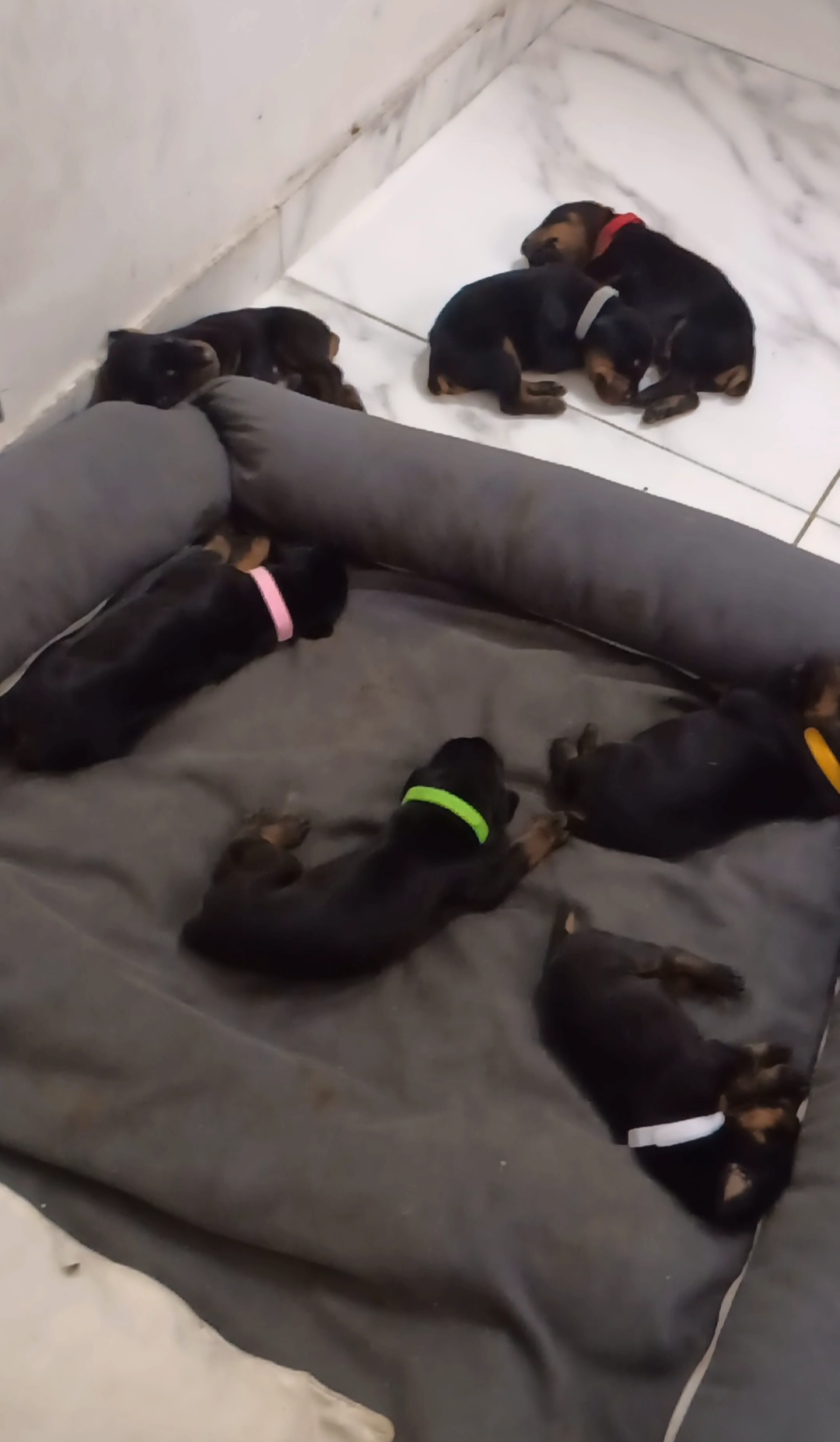 Doberman - Foto 1