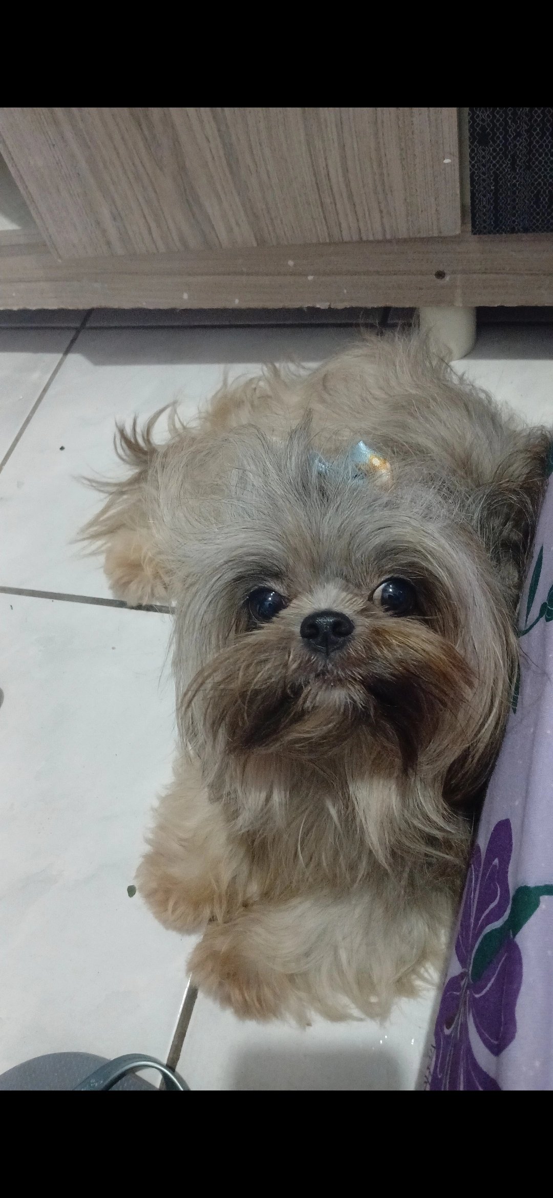 Shitzu mini - Foto 2