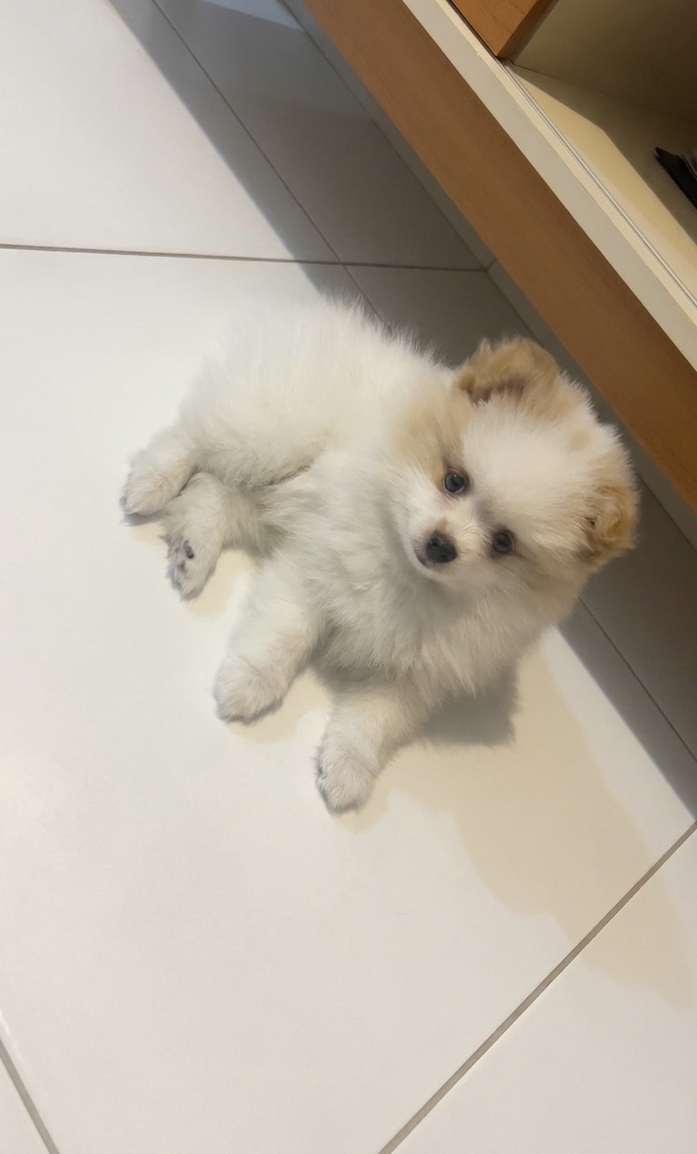 Bebê de Lulu da pomerania  - Foto 1