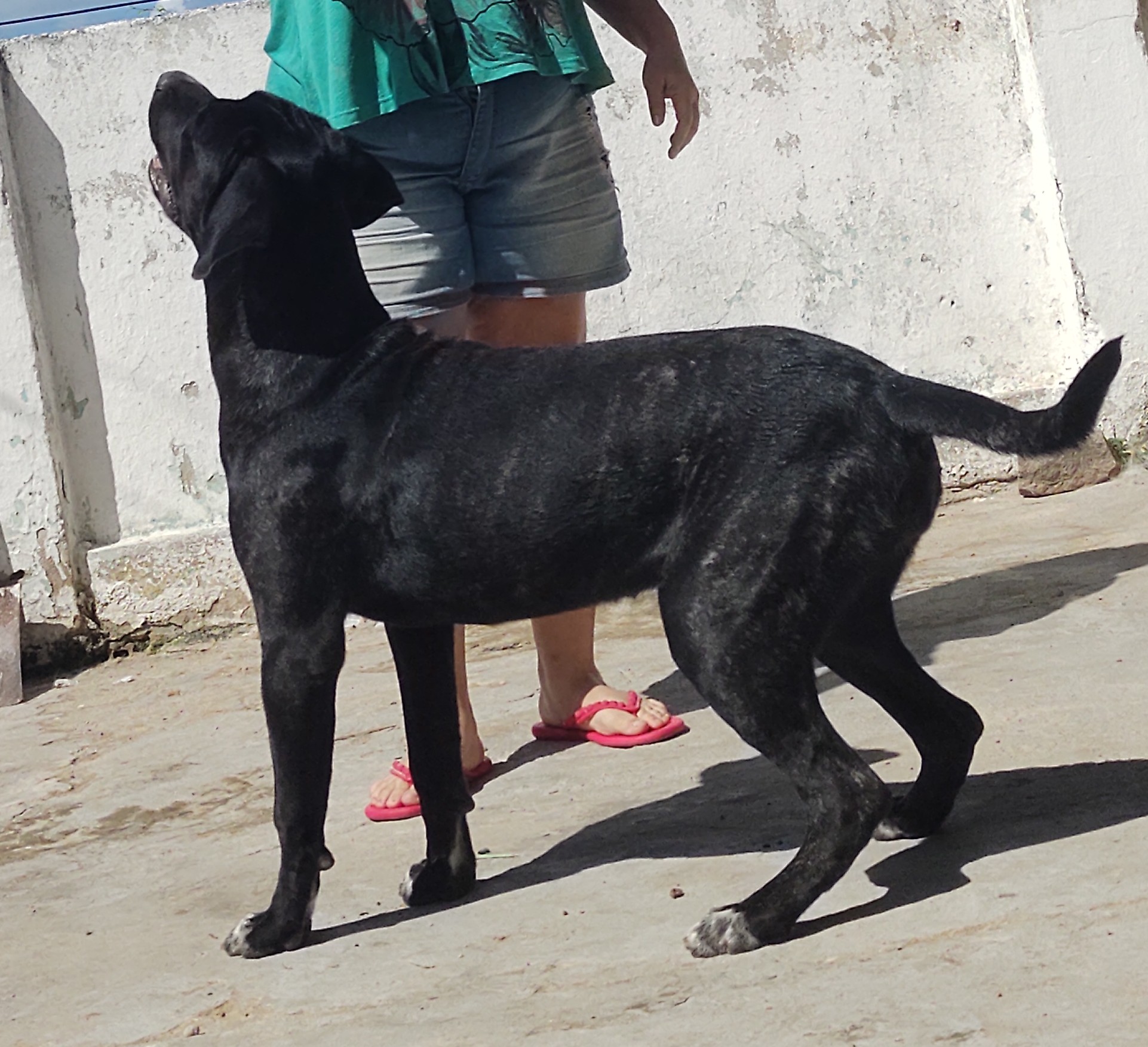 Cane Corso 10 meses pura! - Foto 2