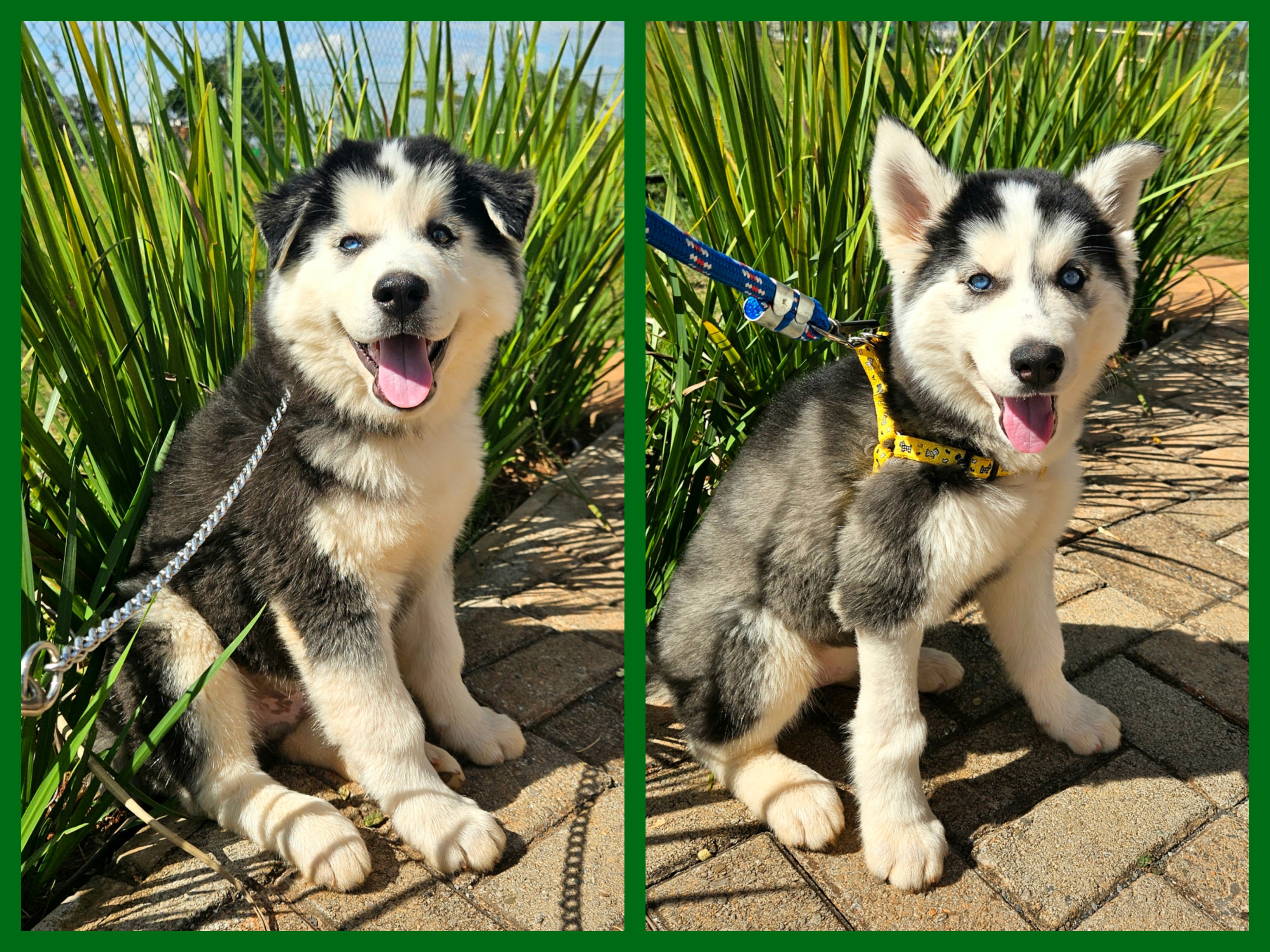 Husky Siberiano - Foto 2