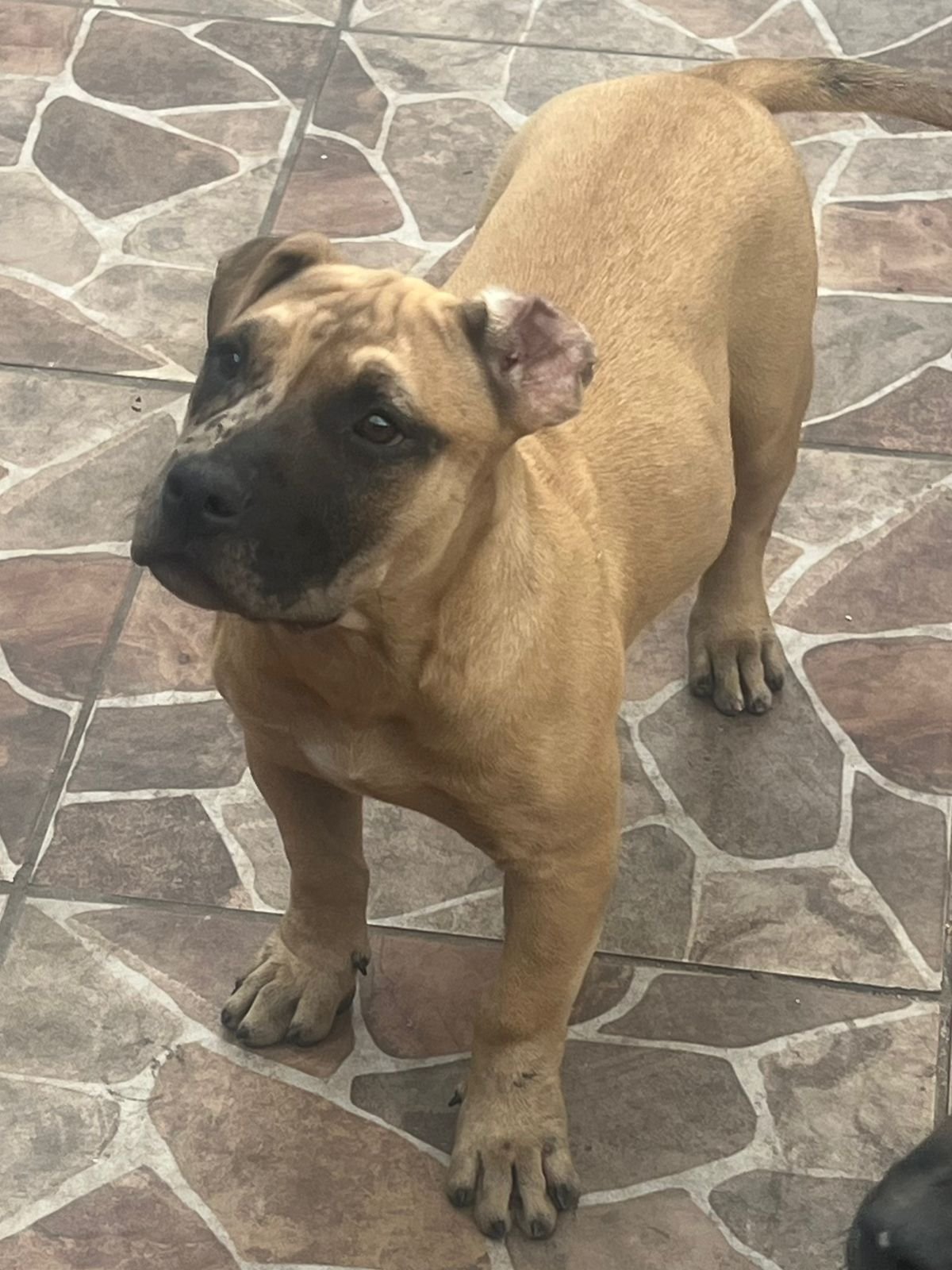 Pitbull  - Foto 1