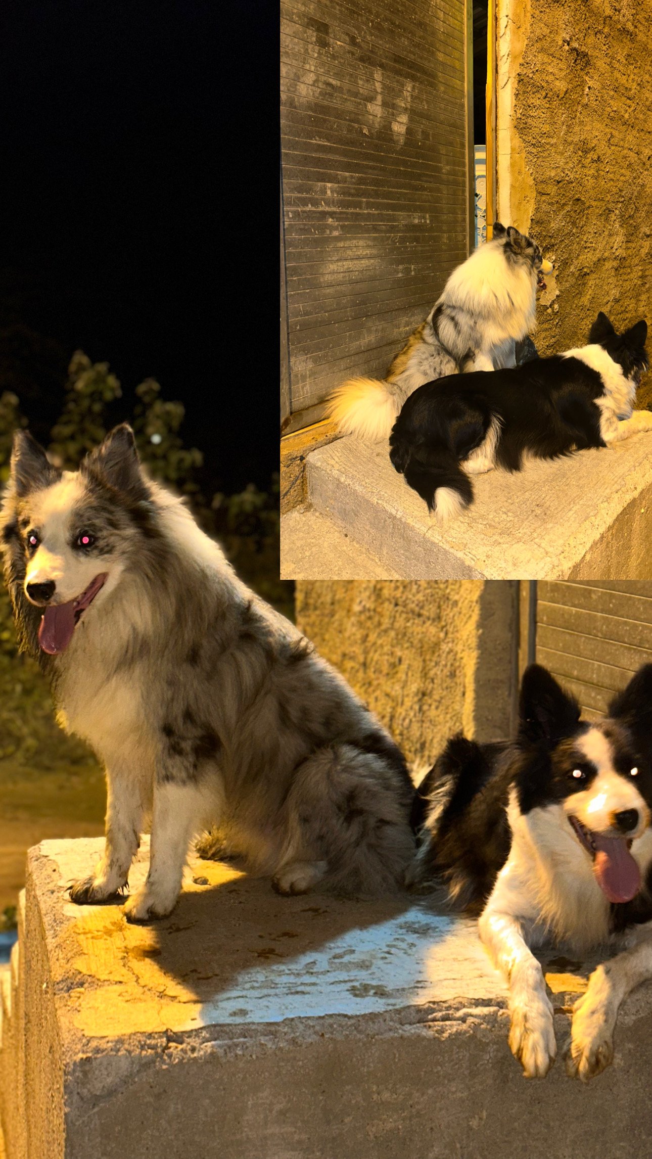 Filhote d border collie - Foto 2
