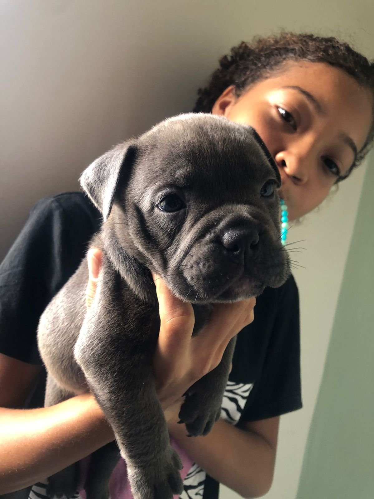 Filhotes de American Bully /tem conversa no valor conversa no valor  - Foto 1