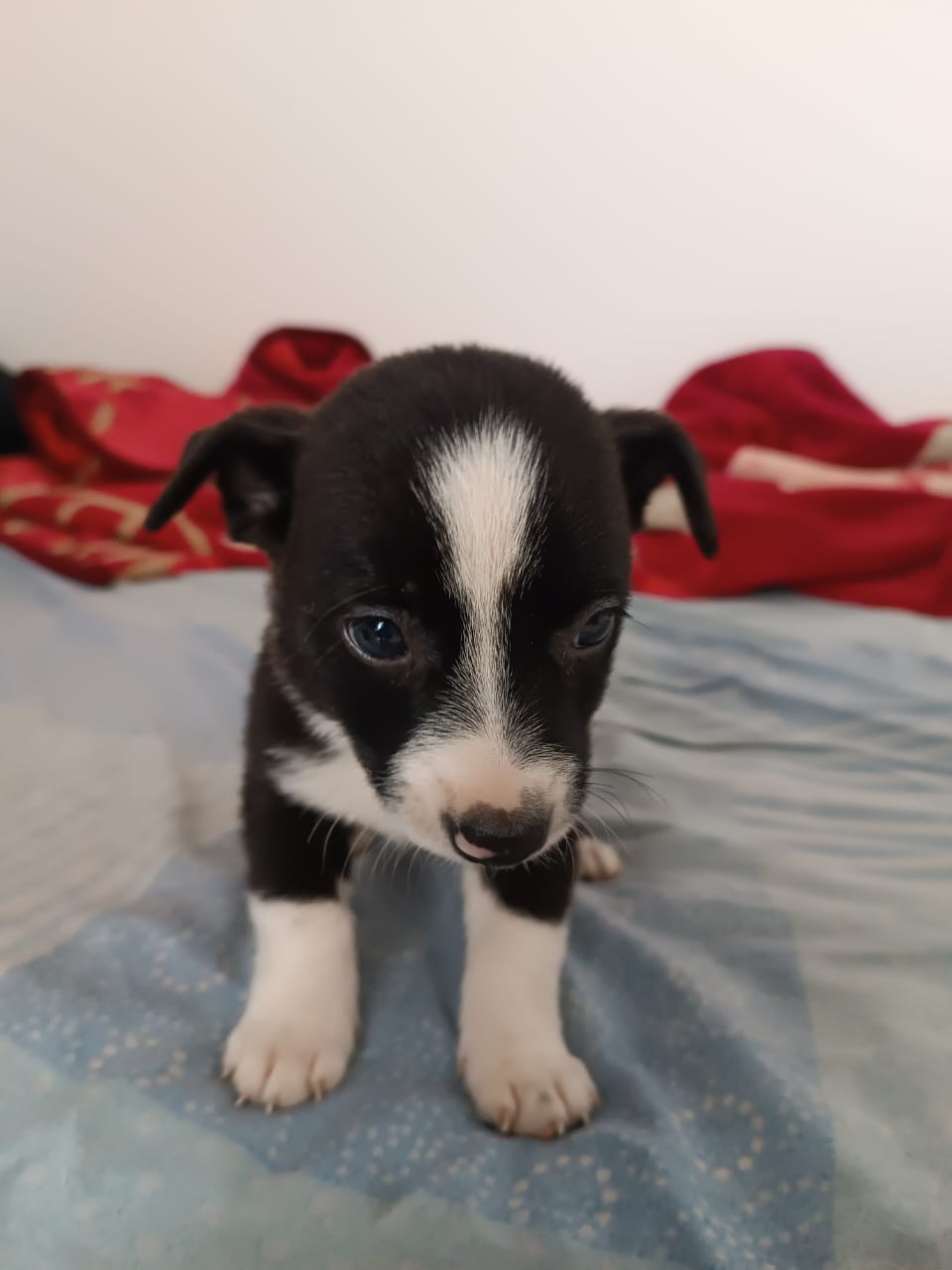 Filhote de border collie - Foto 2