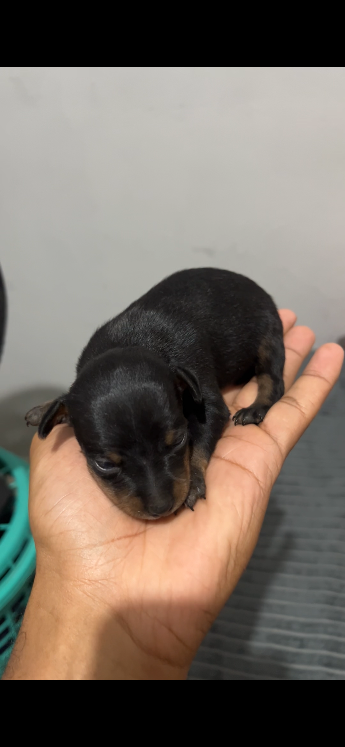 Filhotes de Pinscher  - Foto 1