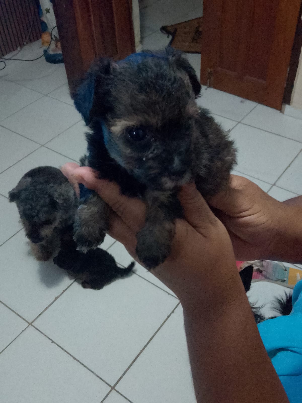 Filhotes de poodle com pintcher  - Foto 1