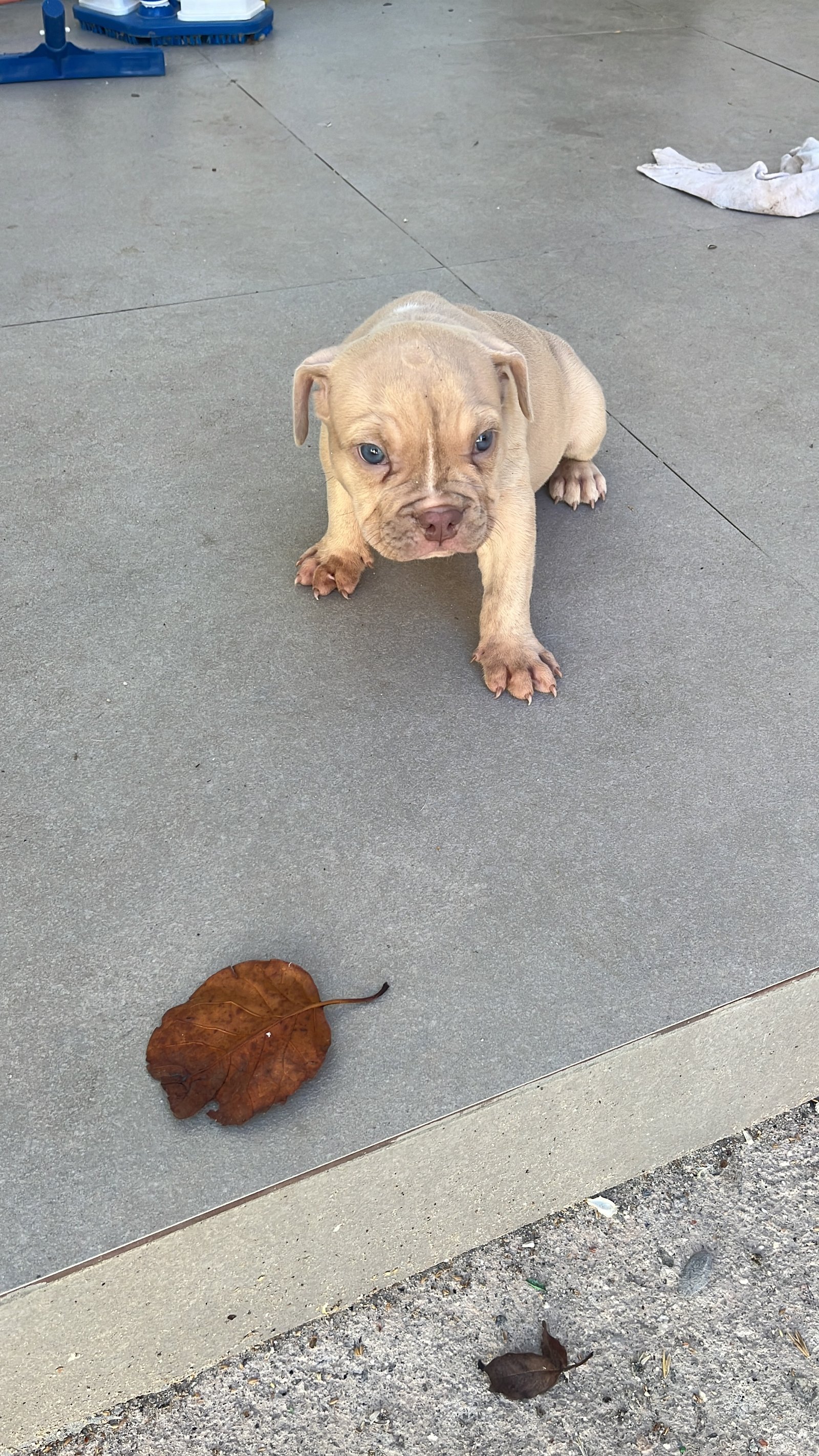 American bully - Foto 5