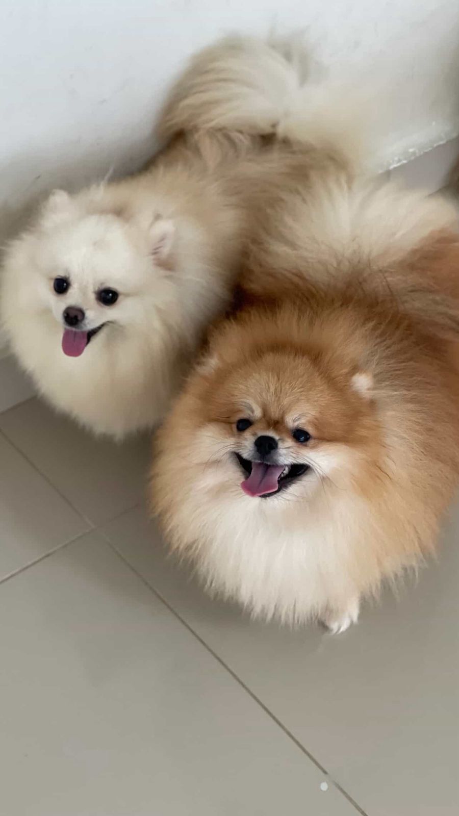 Spitz Alemão - Foto 1