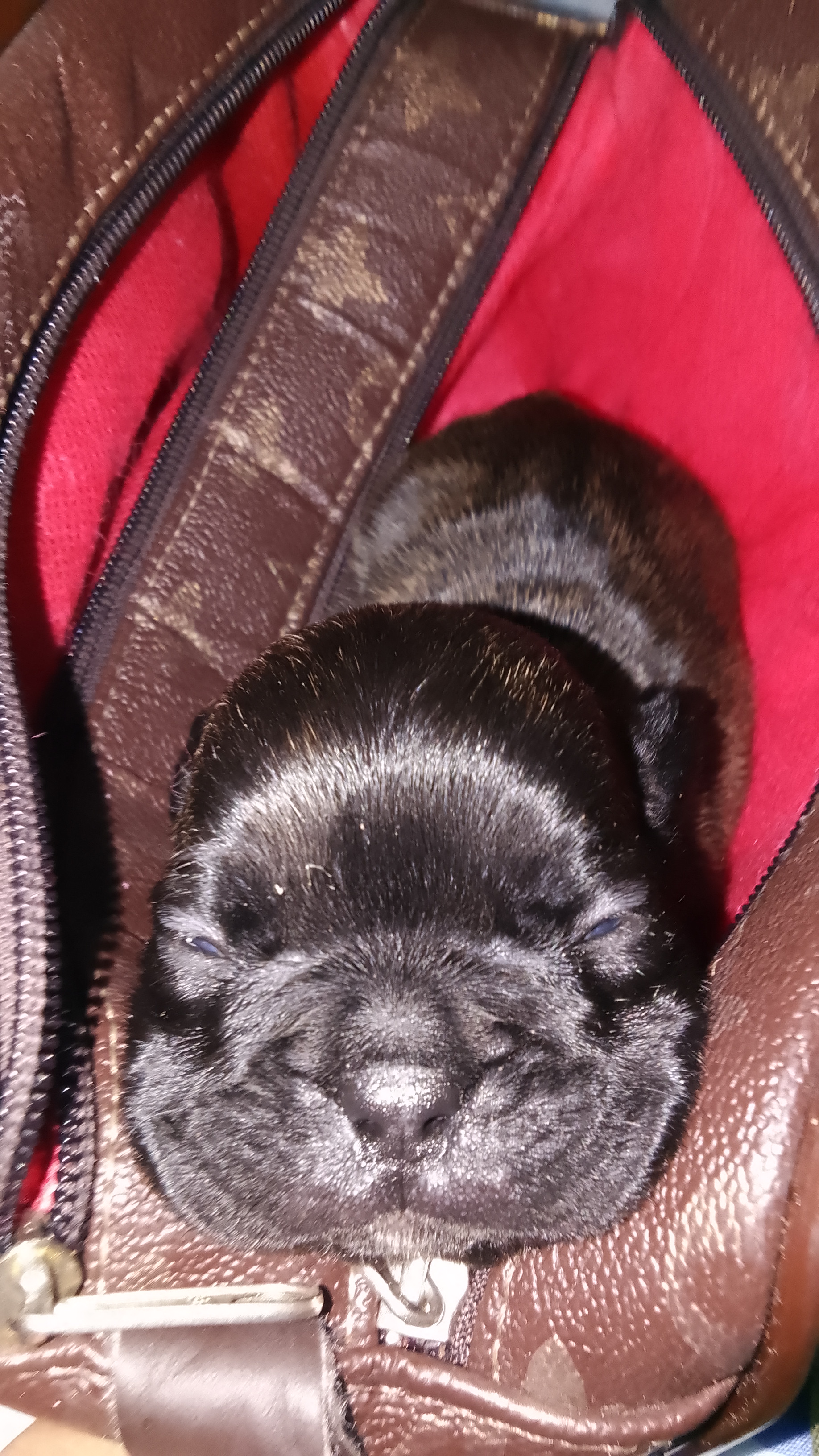 Bulldog francês  - Foto 3