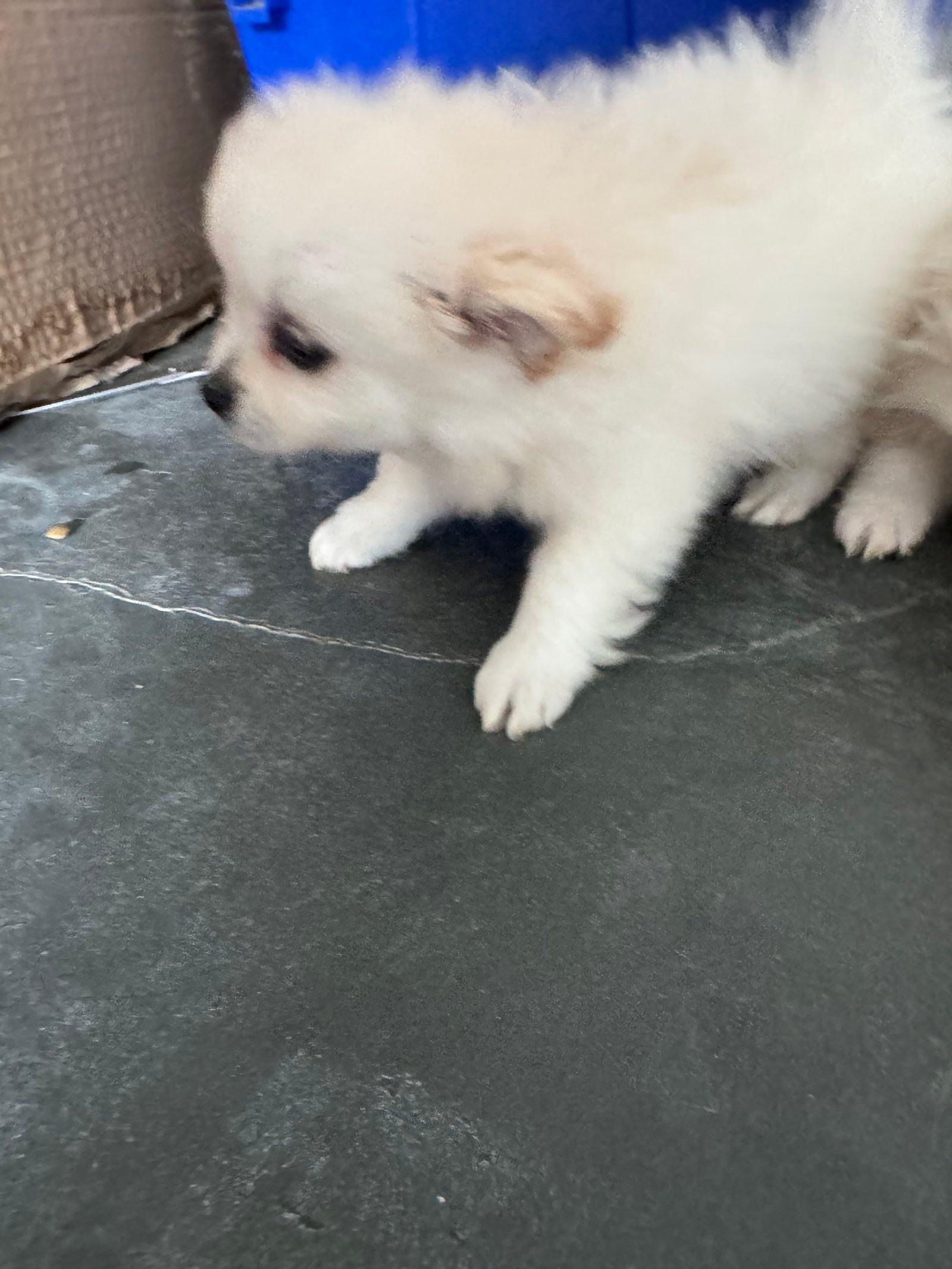 Lulu da pomerania - Foto 2
