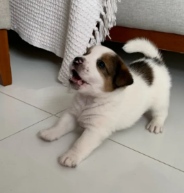 Jack Russel Terrier - Foto 1