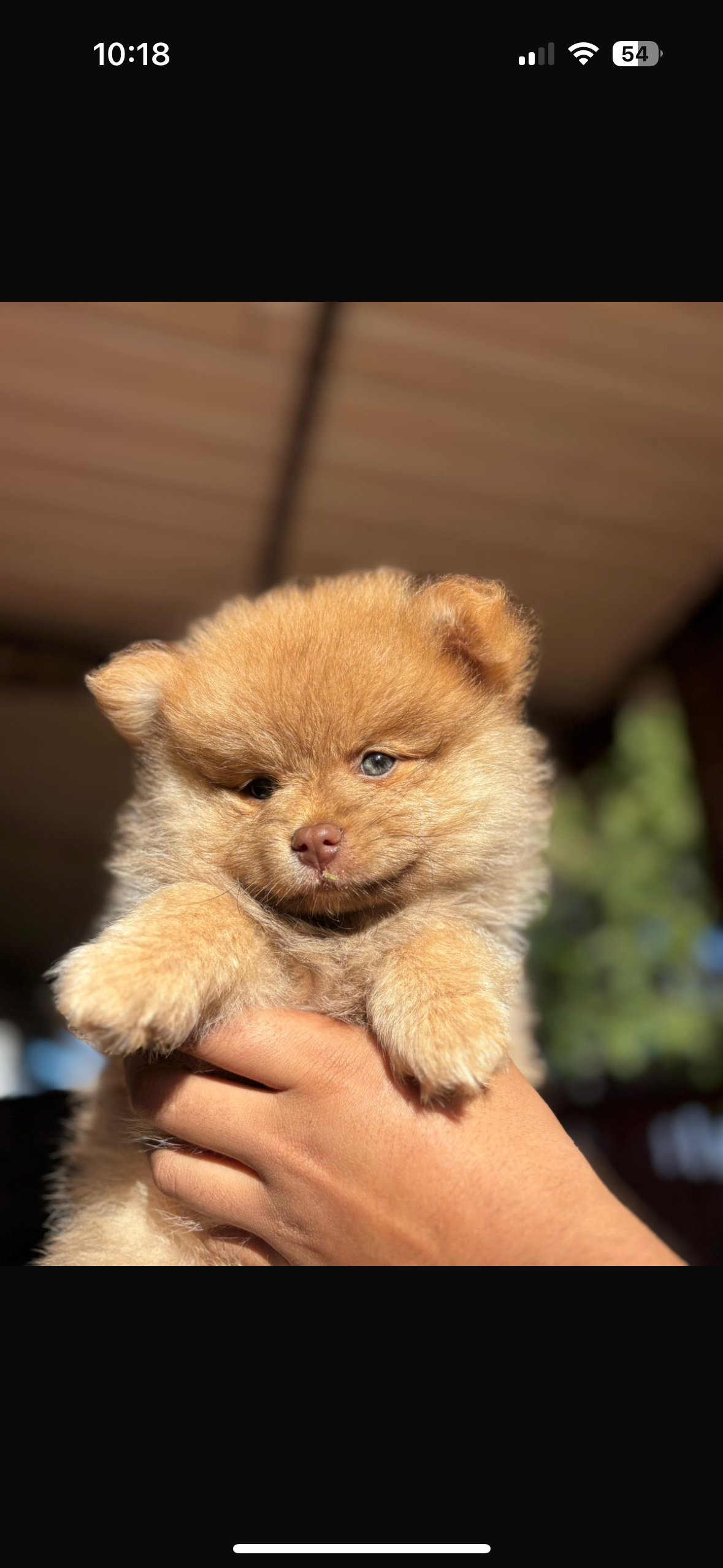 Spitz Alemão - Foto 1
