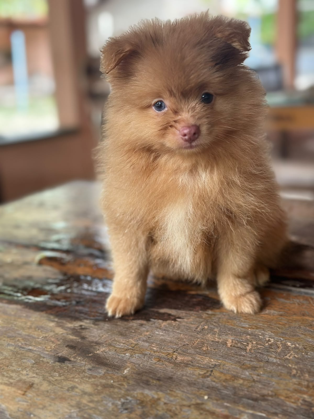 Spitz Alemão - Foto 1