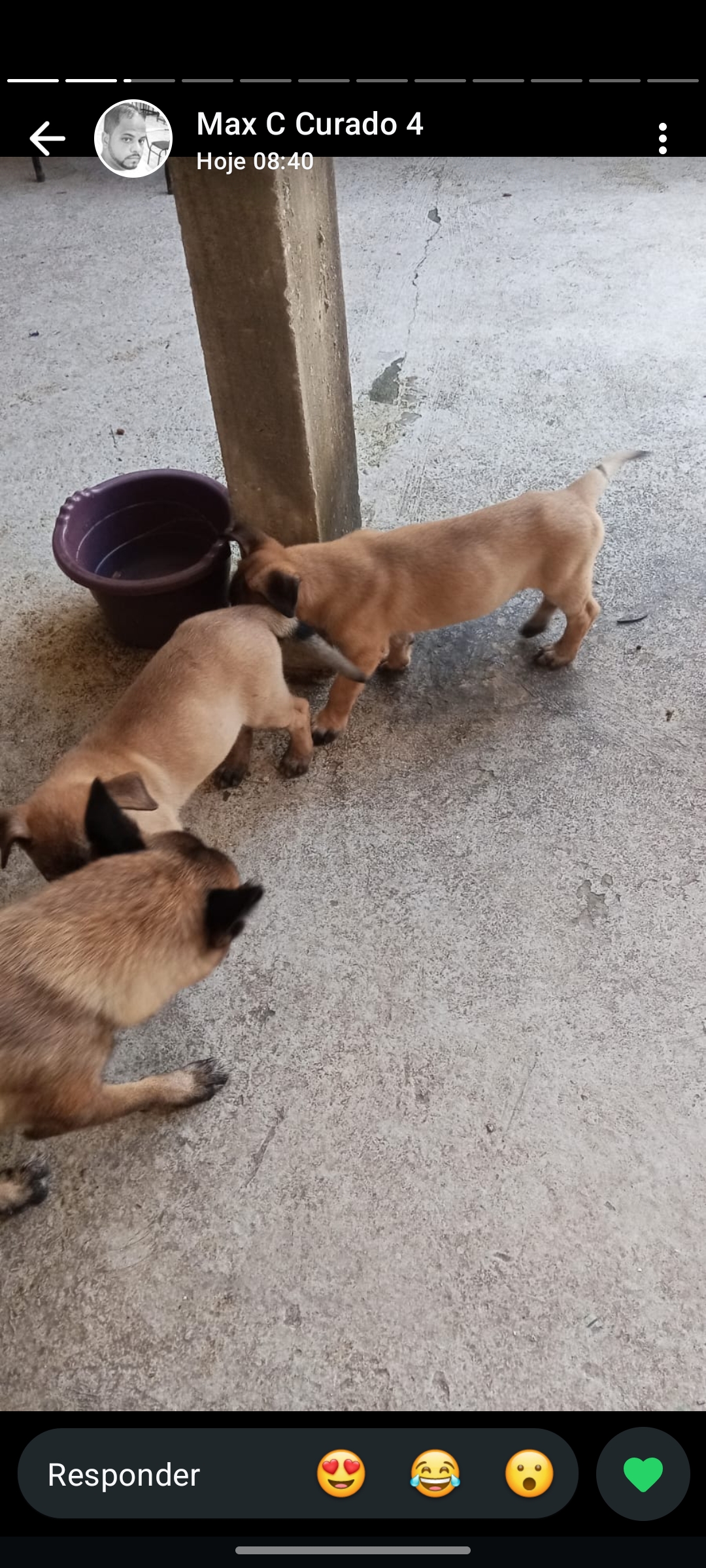 Pastor Belga Malinois - Foto 2