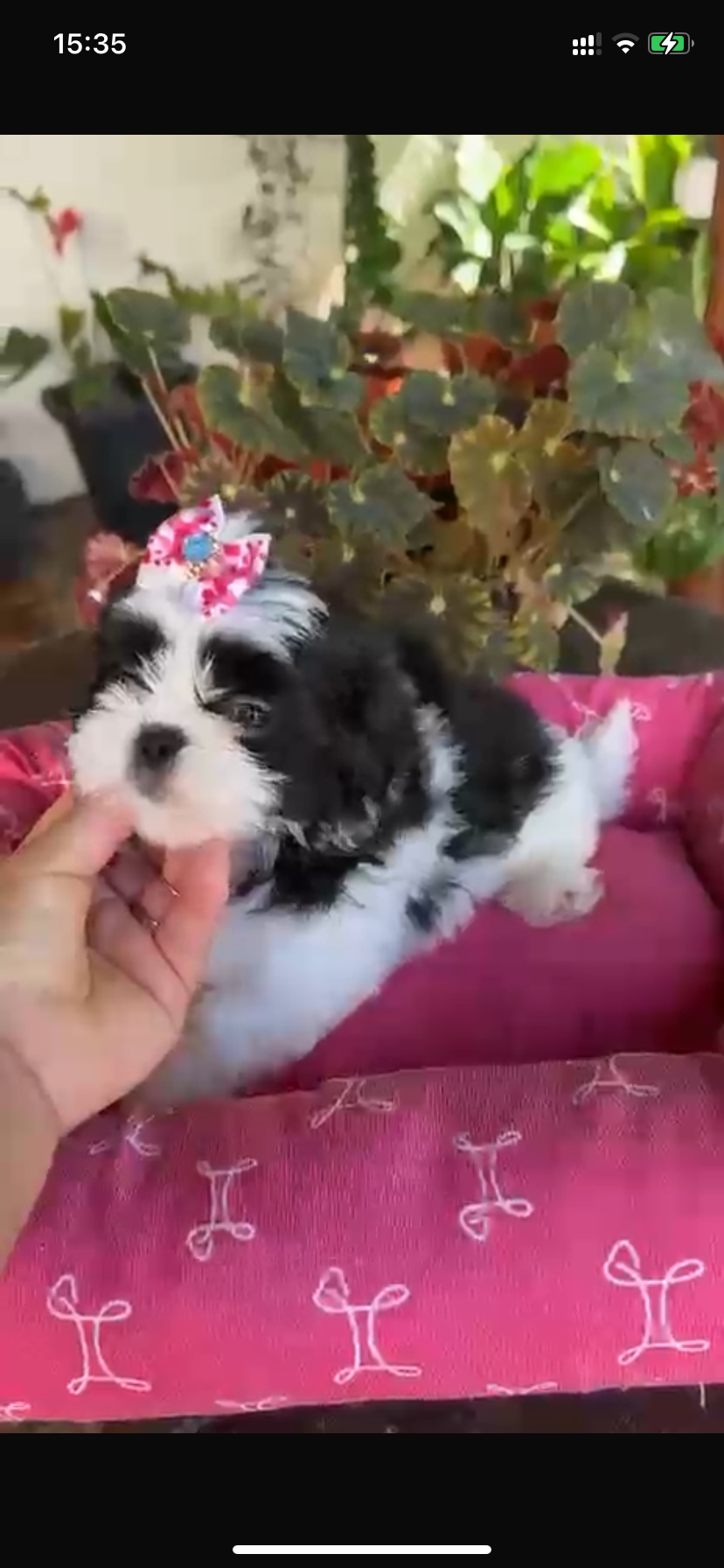 Shih Tzu - Foto 3