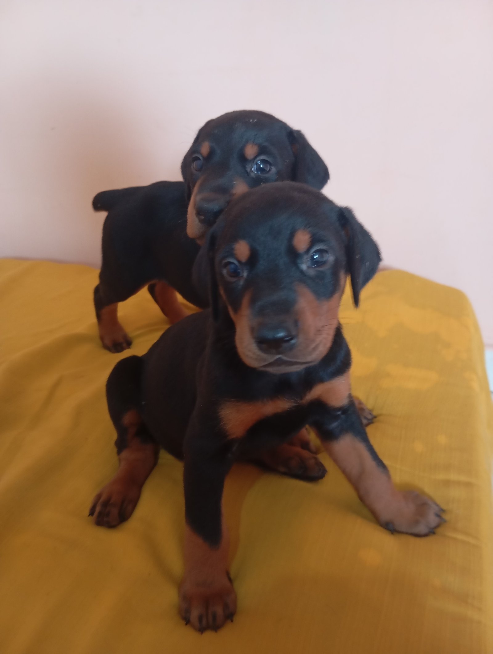 Filhotes Doberman  - Foto 3