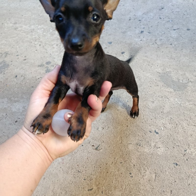 Filhote de pinscher - Foto 2