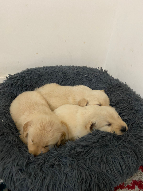 Lindos filhotes de Golden Retrivier - Foto 1