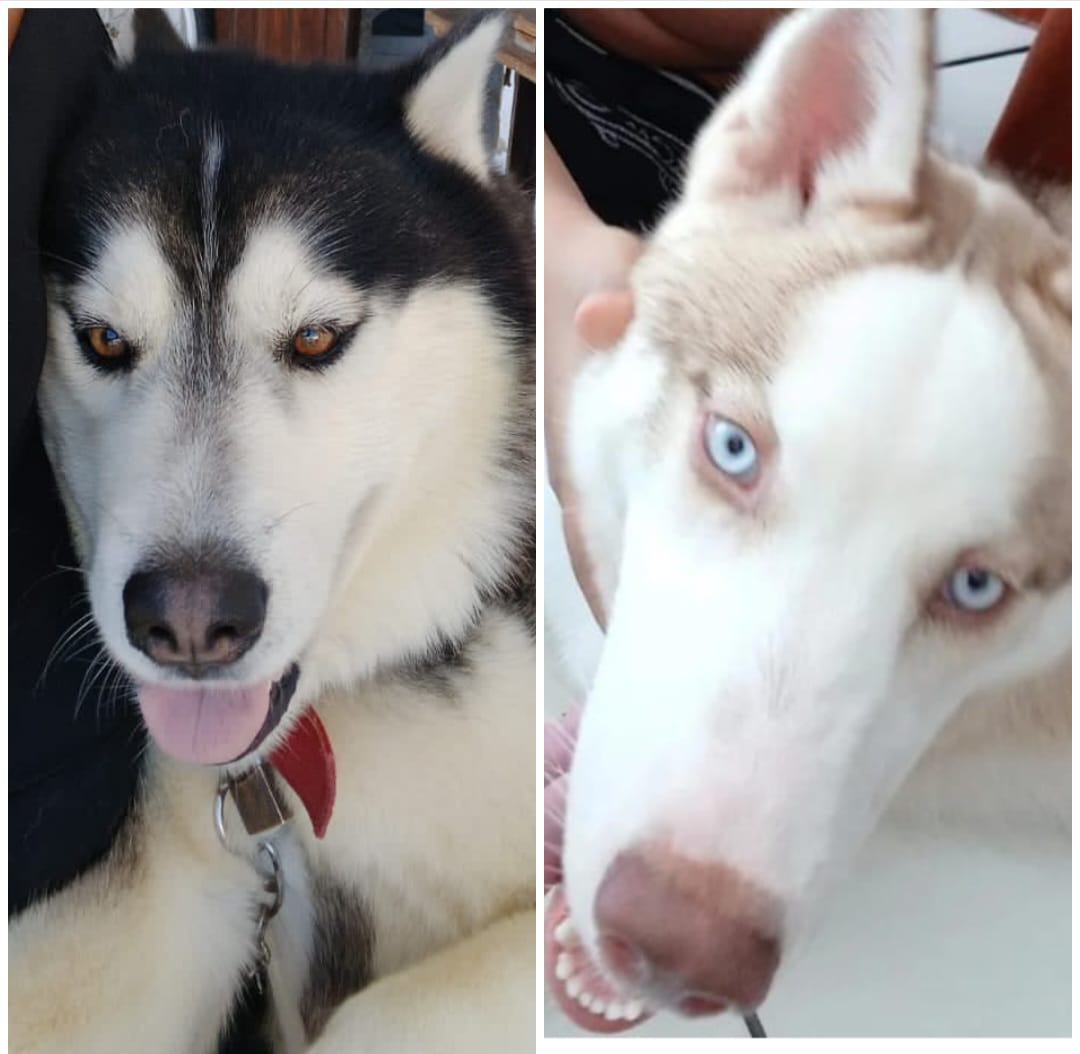 Husky Siberiano - Foto 3