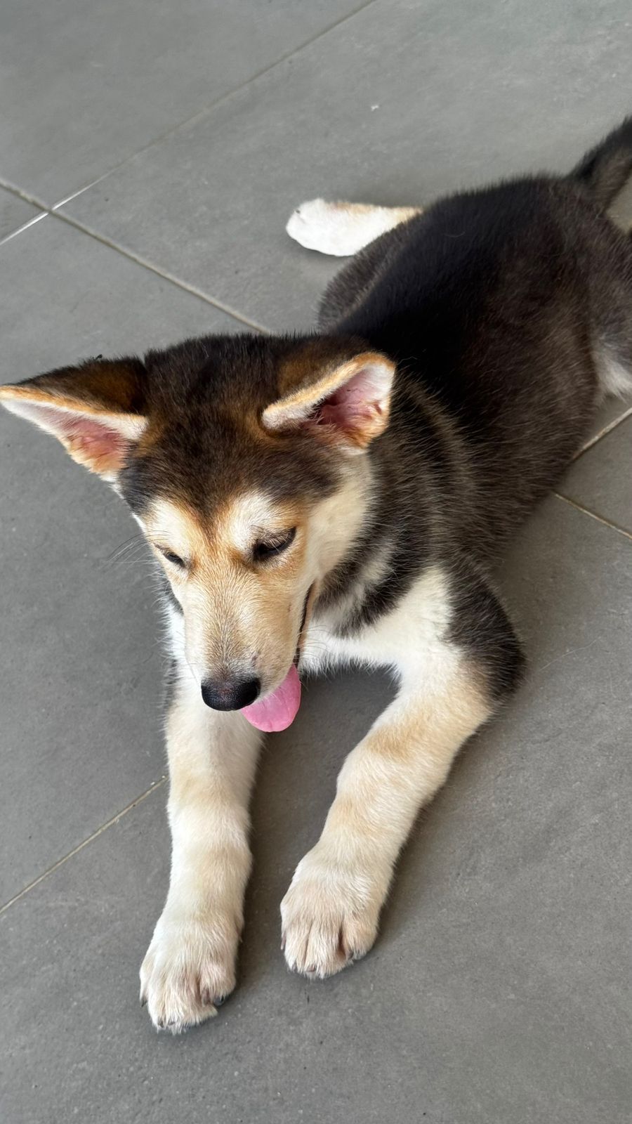 Husky Siberiano - Foto 1
