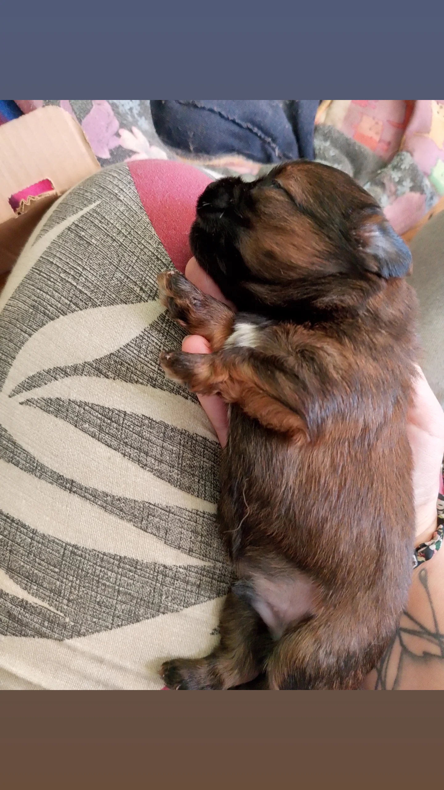 Filhotes Shih tzu puro machos - Foto 3