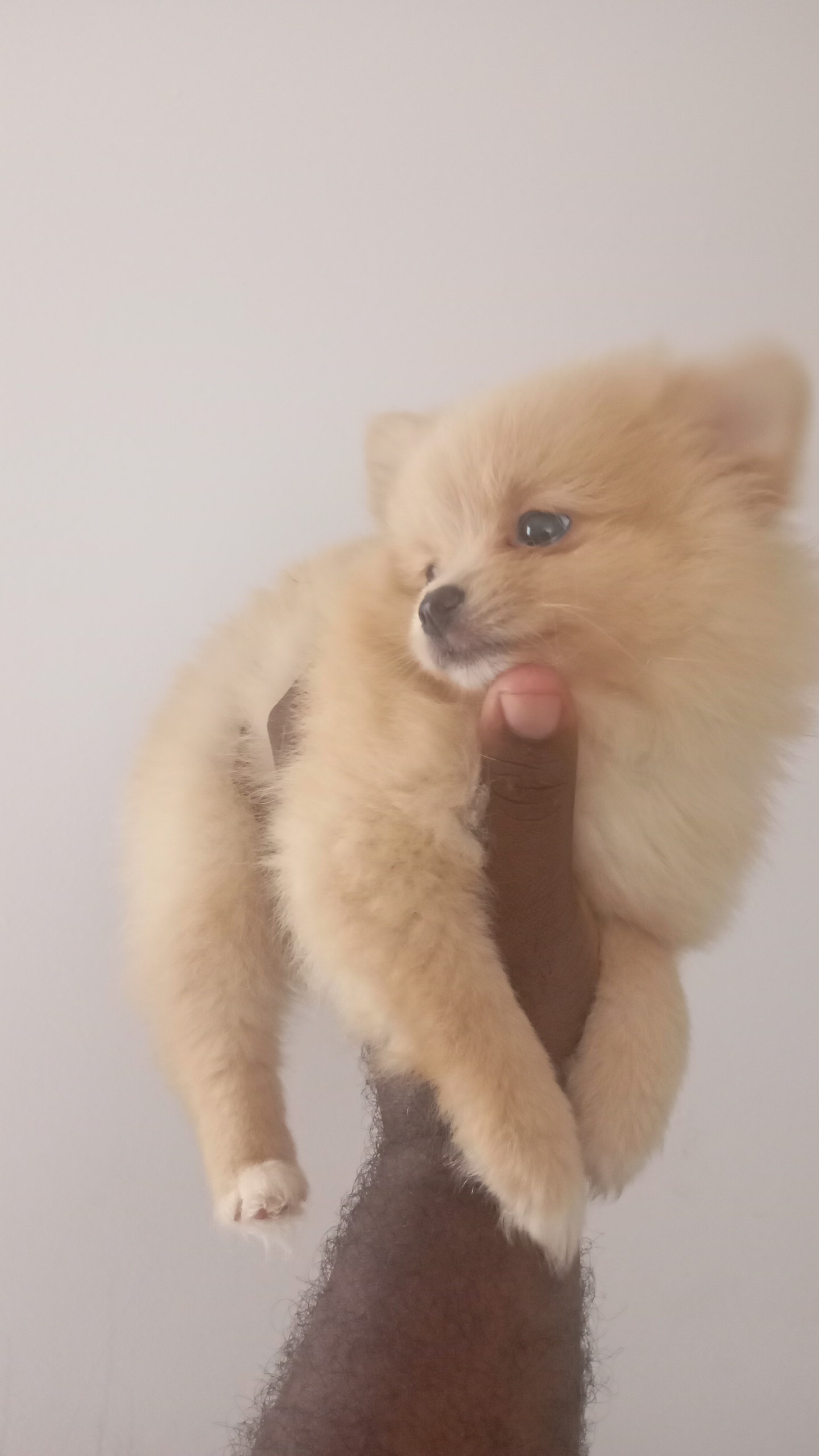 Spitz Alemão - Foto 1