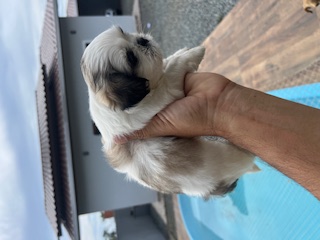 Shih Tzu - Foto 1