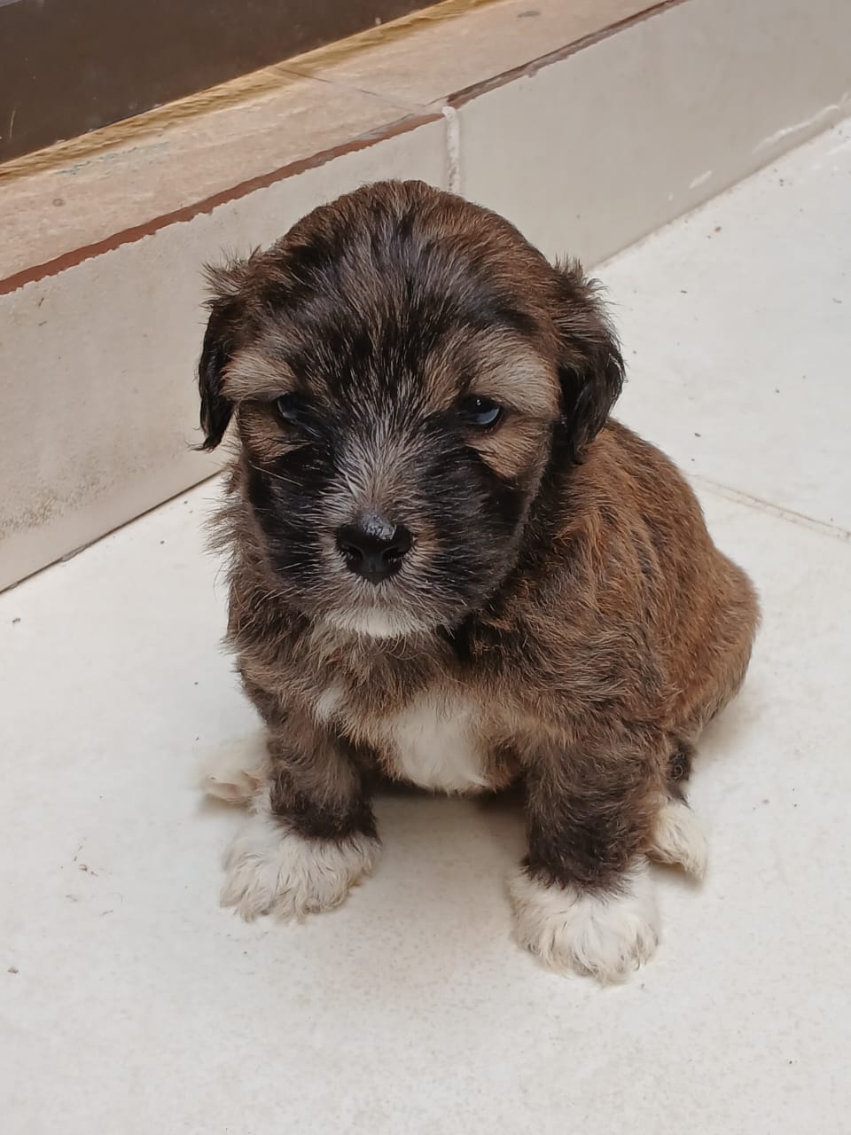 Cachorro Shih poo  - Foto 4
