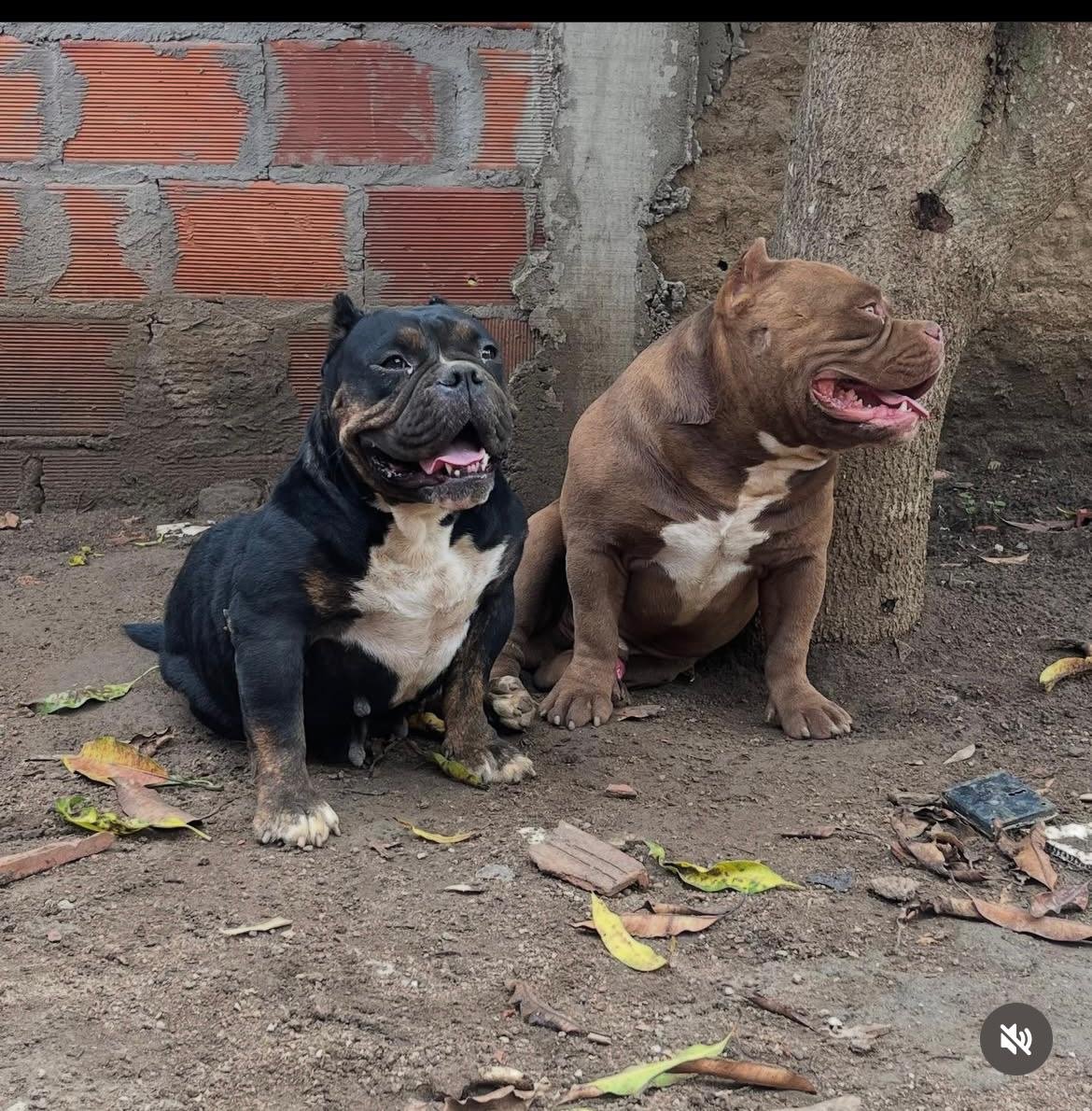 American bully - Foto 3