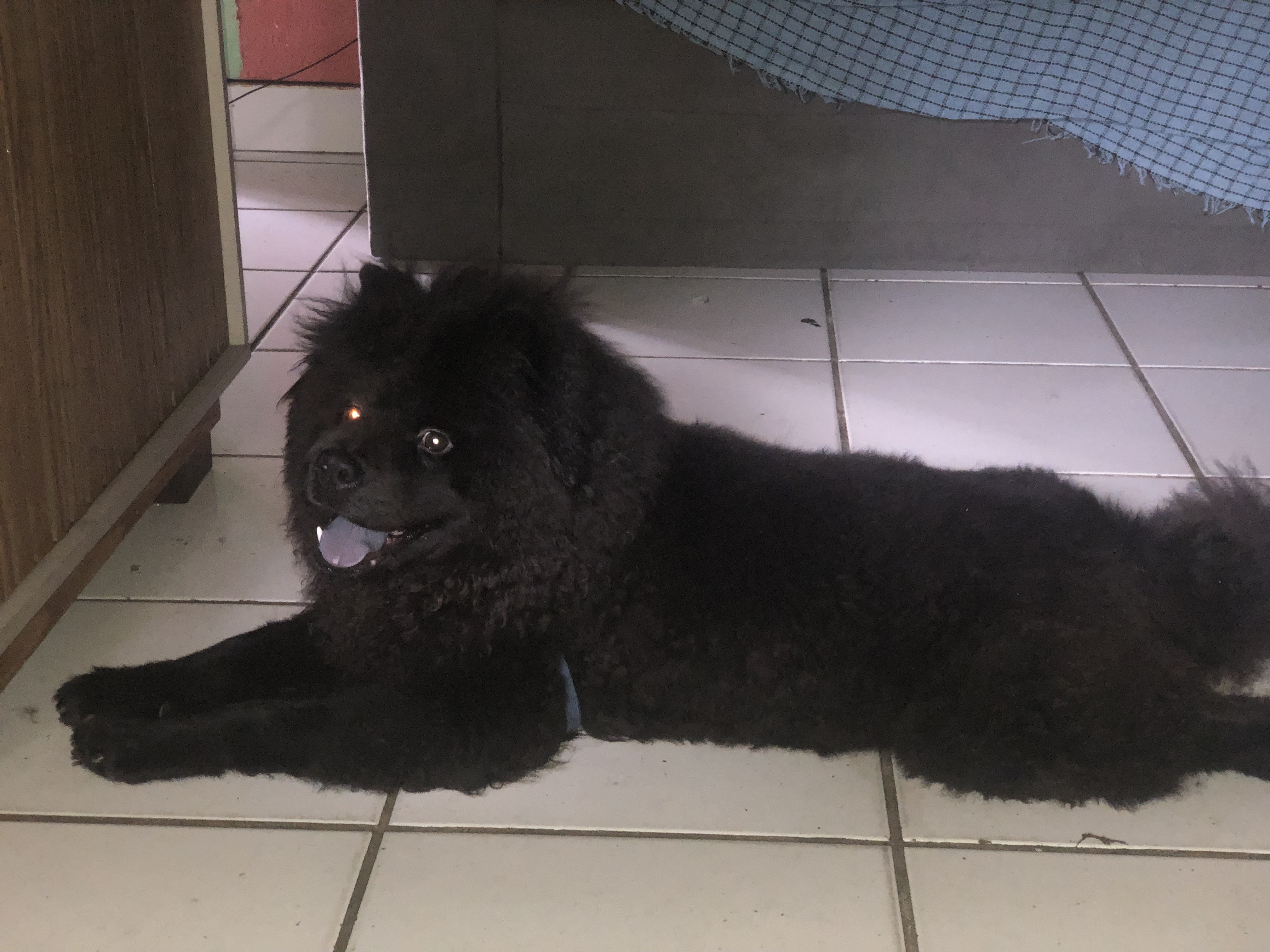 VENDO CACHORRO CHOW CHOW - Foto 1