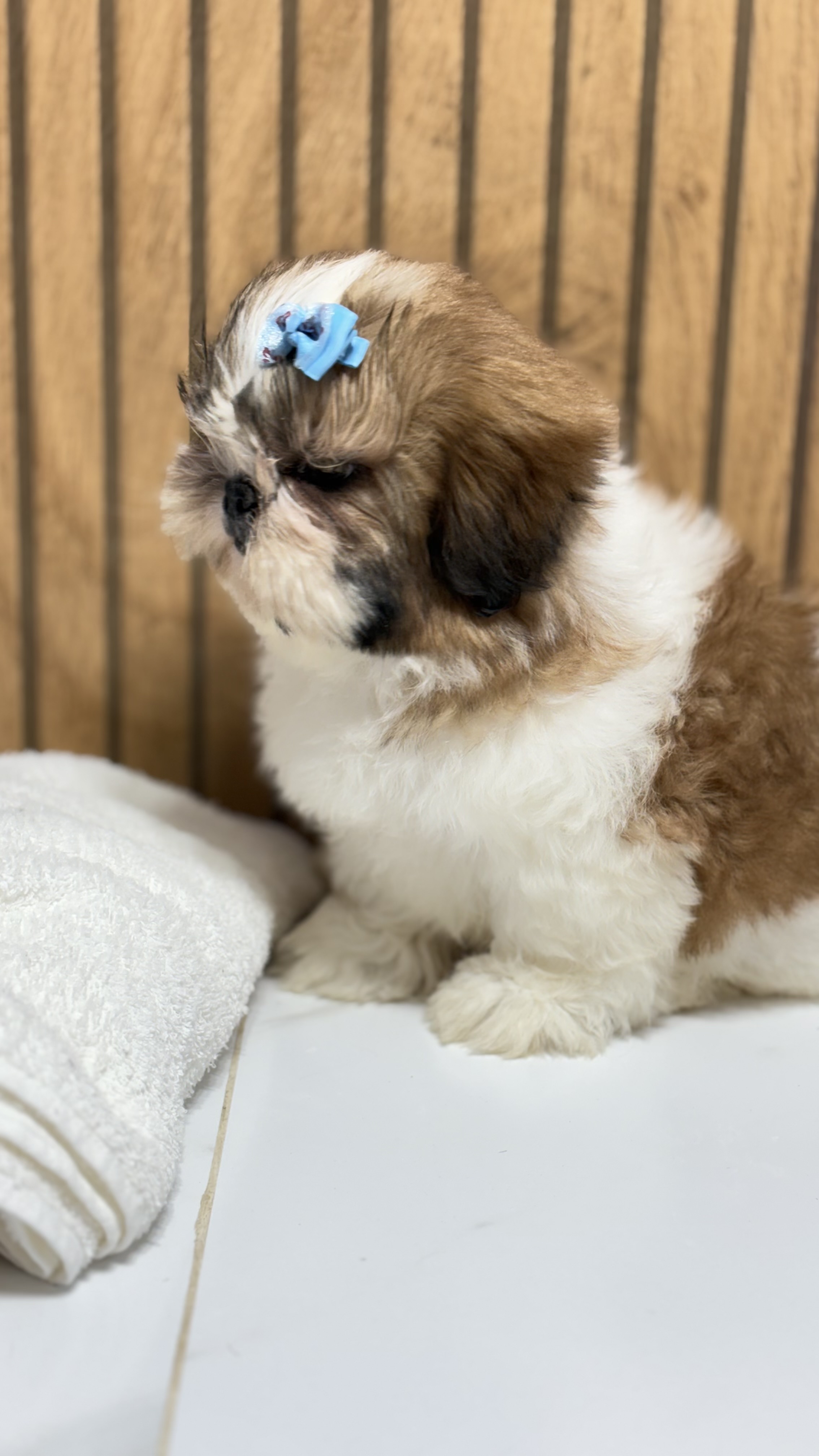 Adoráveis shih tzu com vacinação completa machinhos - Foto 5